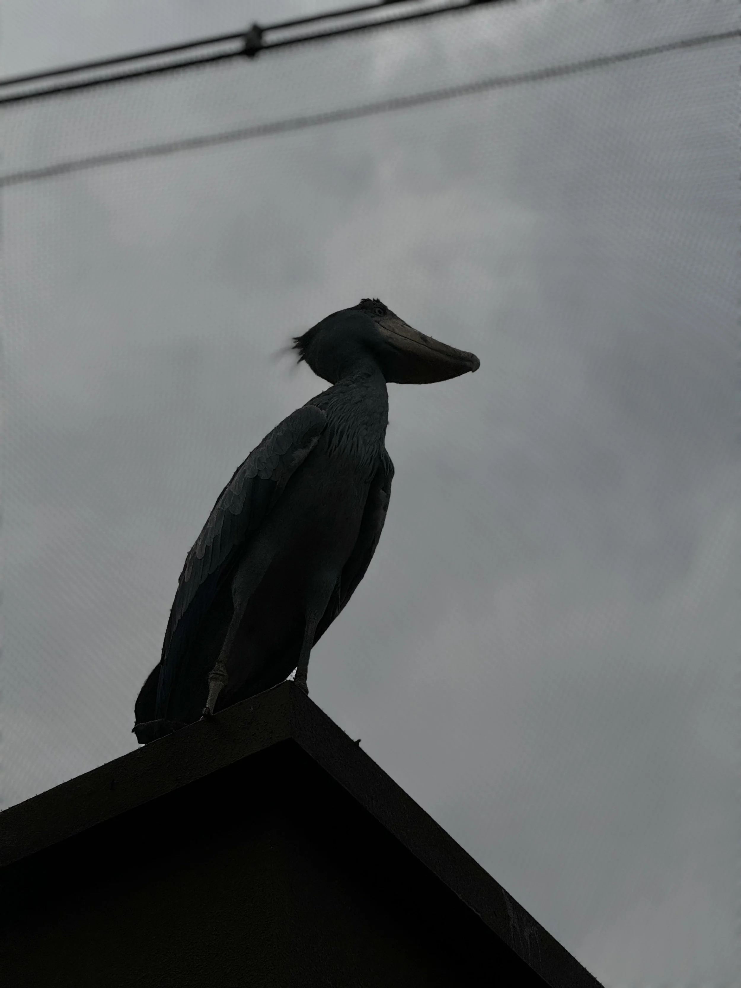 Close-up of a black bird statue, likely a crow or raven, perched on a ledge against a cloudy sky background.