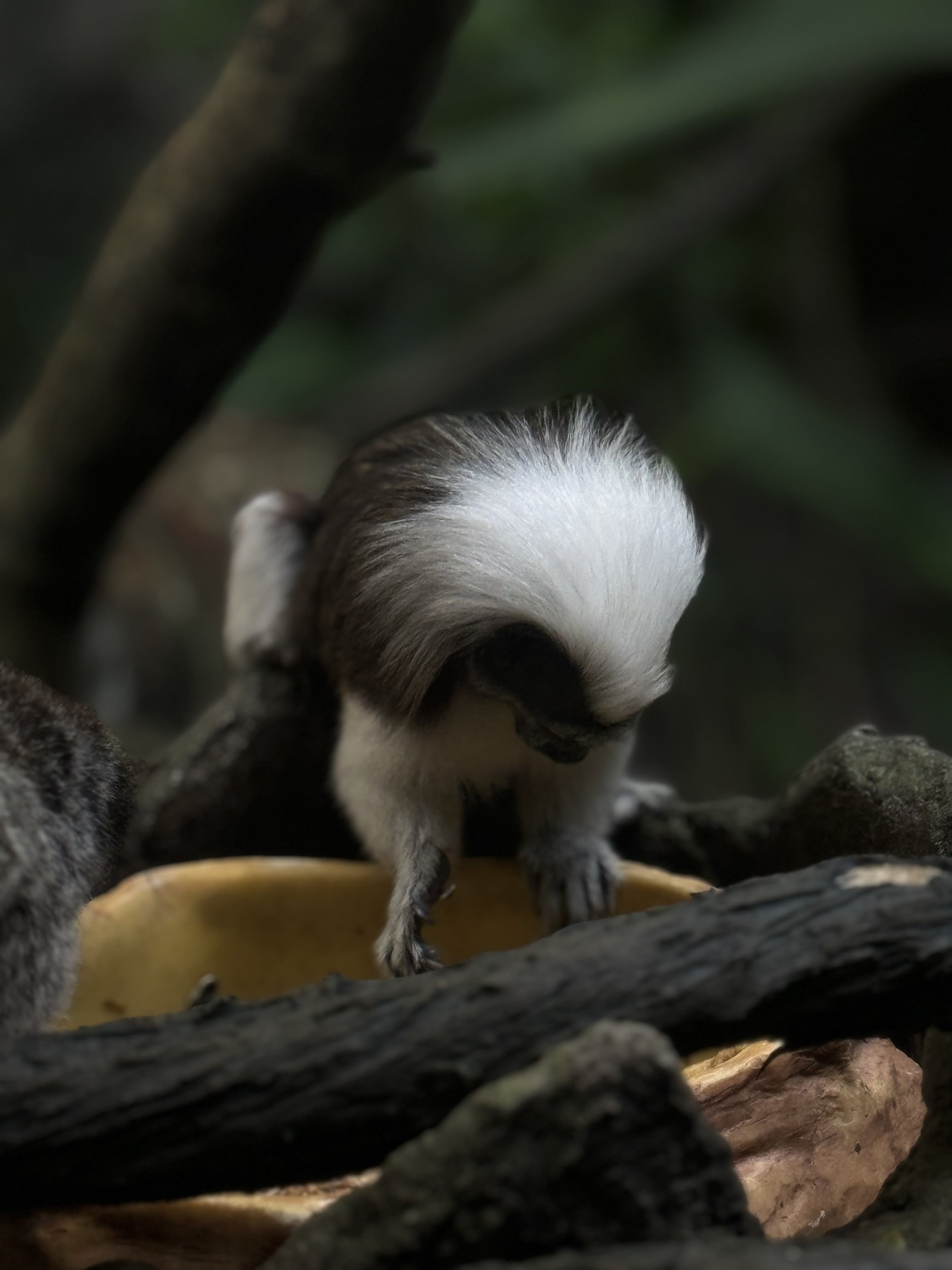 A close-up view of a young black and white lemur sitting on a branch, surrounded by branches and leaves in a natural setting.