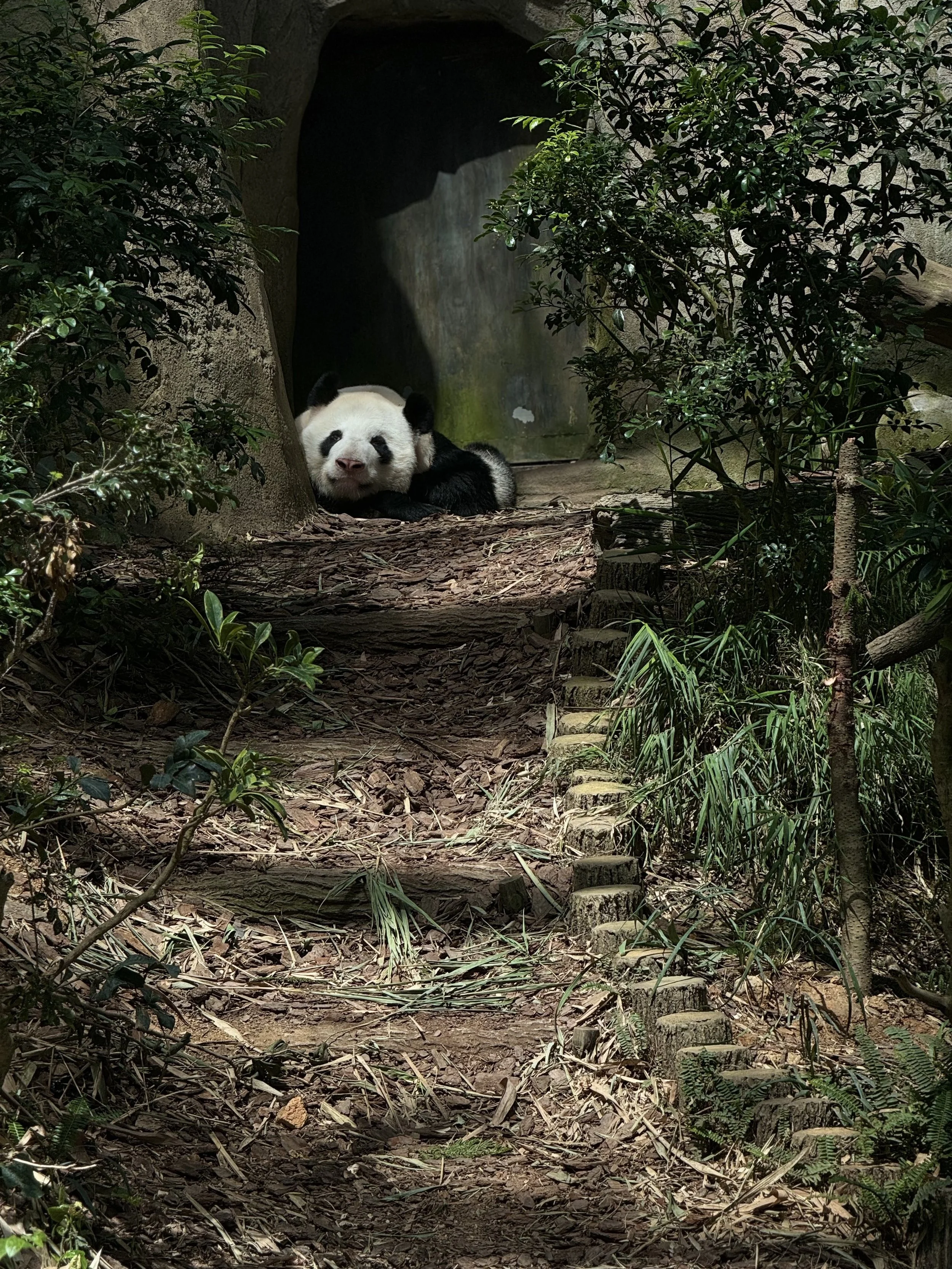A panda lying on the ground near a tree, surrounded by bushes and plants in a natural habitat or zoo enclosure.
