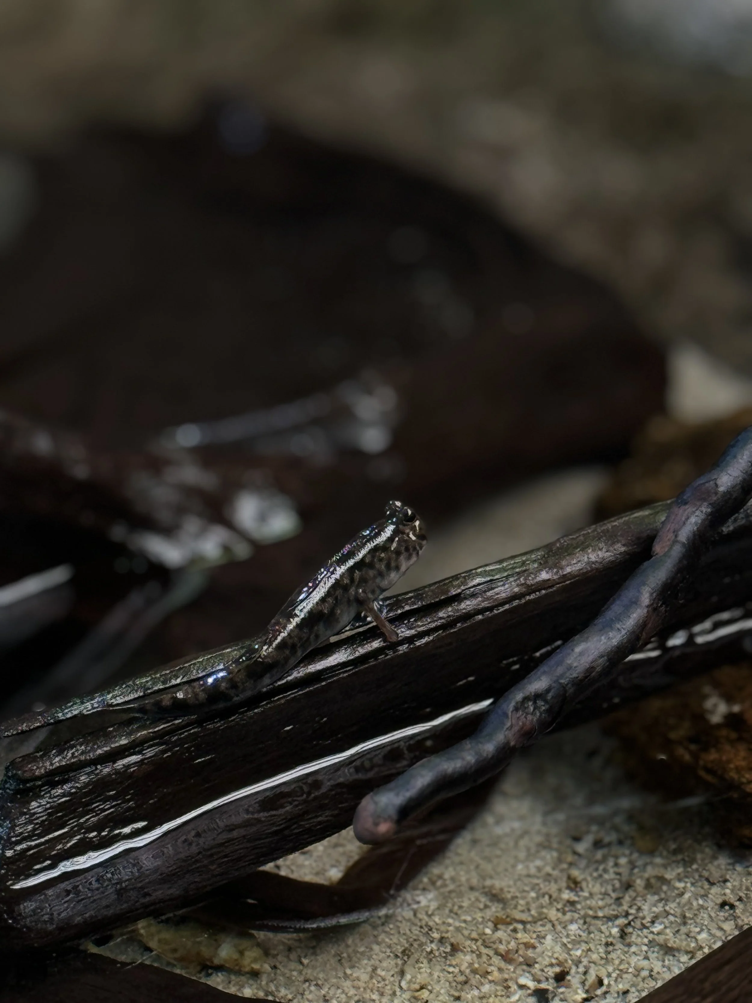 Close-up of a small frog on dark, wet wood sticks with sand below.