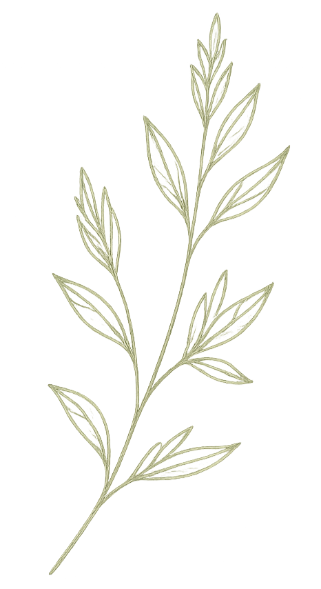 Sketch of a leafy plant with multiple elongated leaves along a central stem.