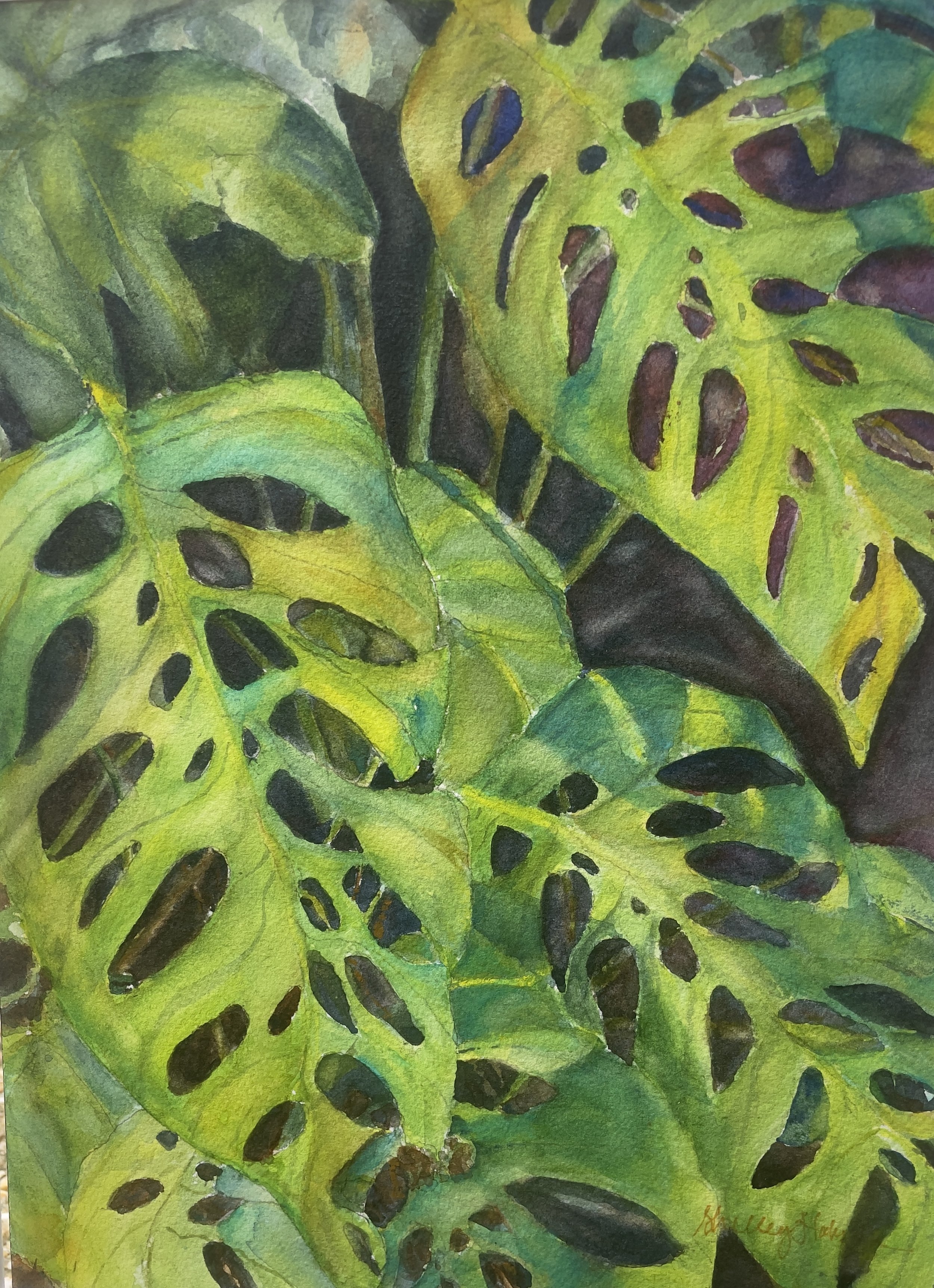 Swiss Leaves, 2025,
18 × 22  in.