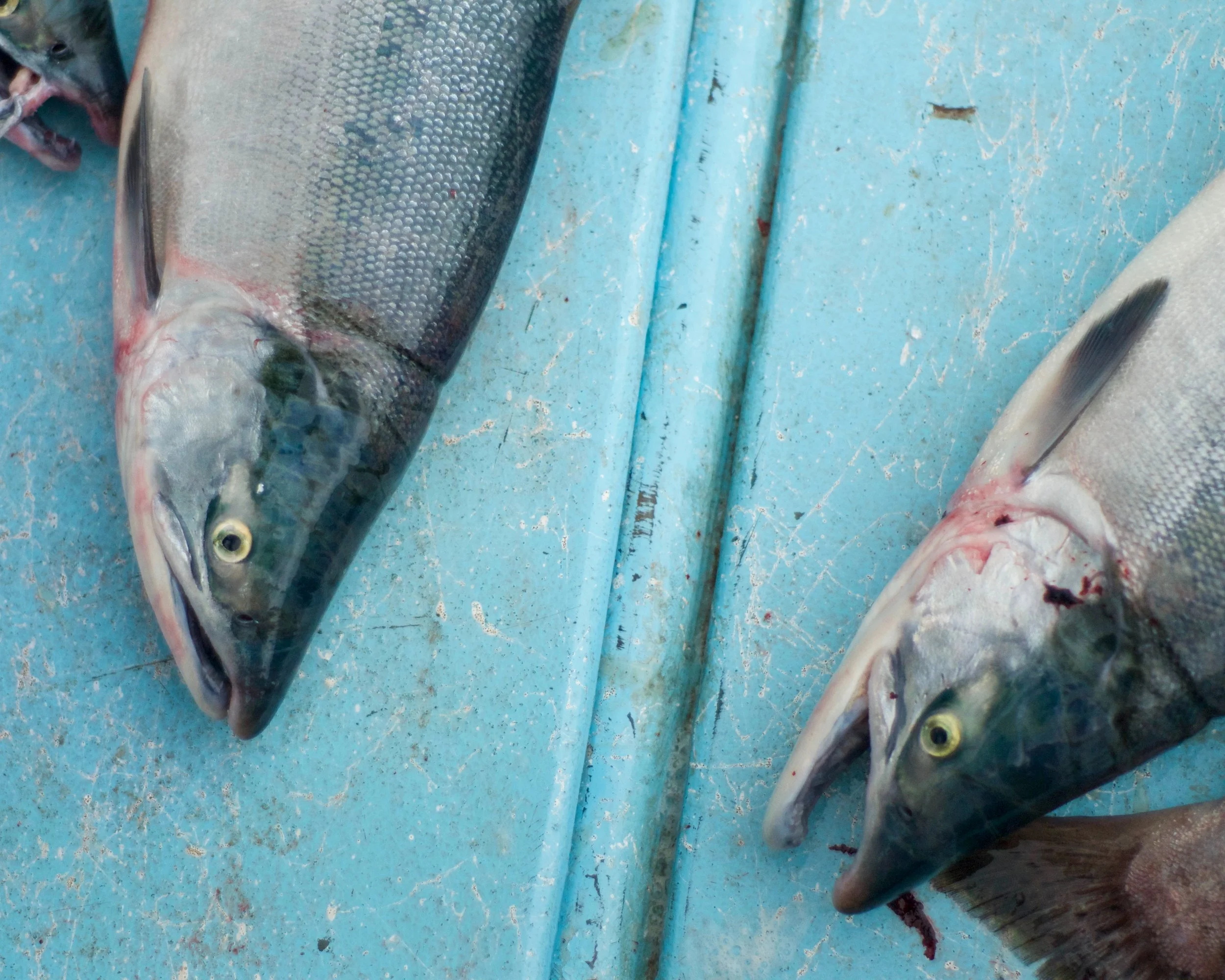 Close-up of a fish on a blue surface, with visible scales, teeth, and eyes.