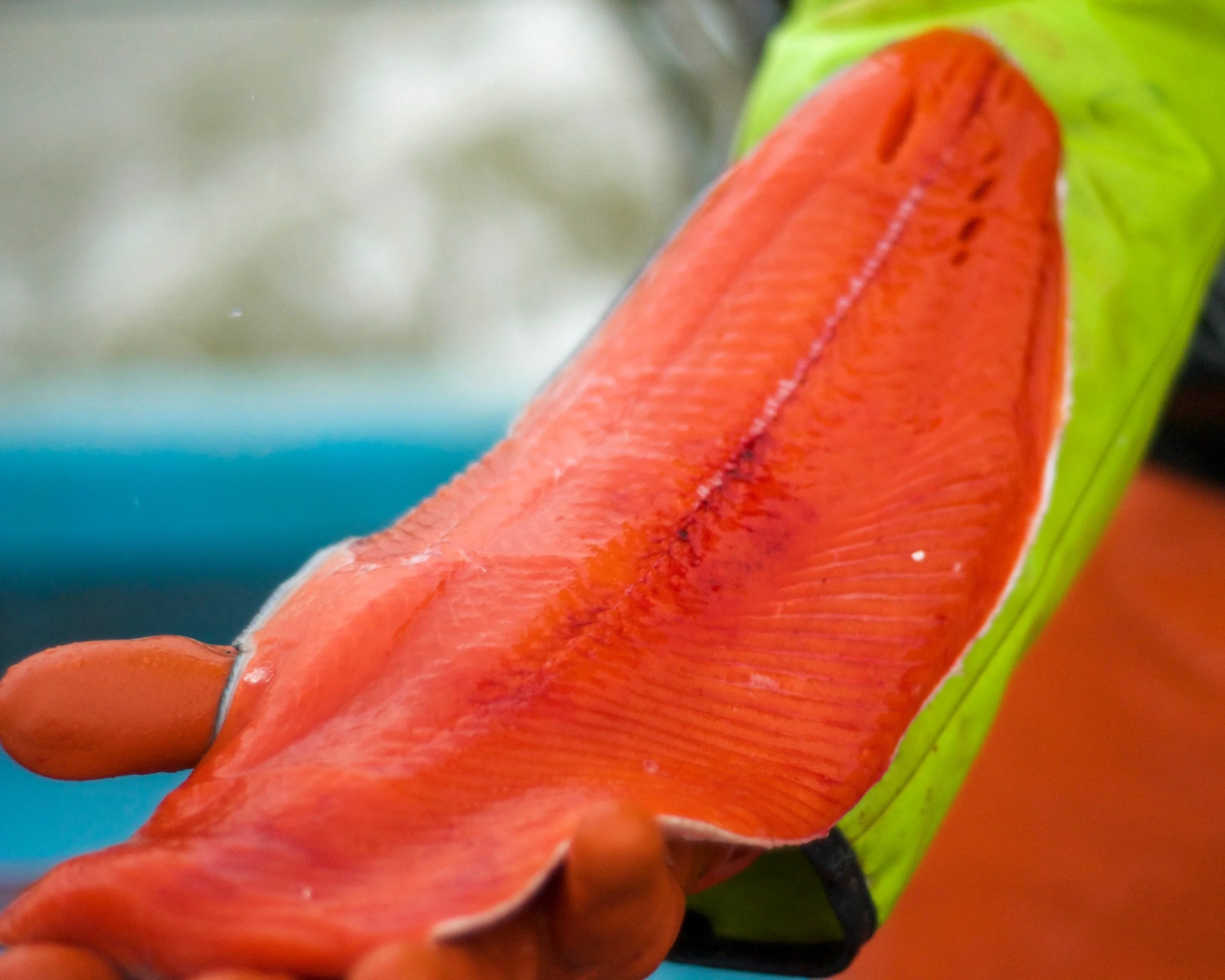 Fillets - 10lb Box