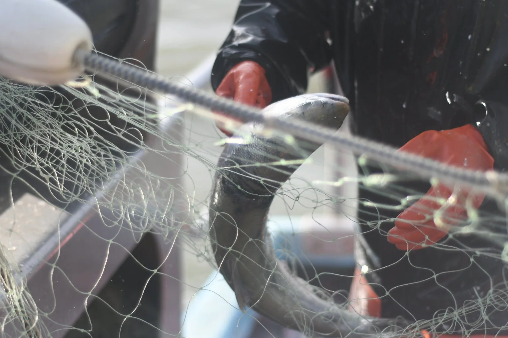 A person wearing orange gloves handling a fish with a fishing net and a fish hook.