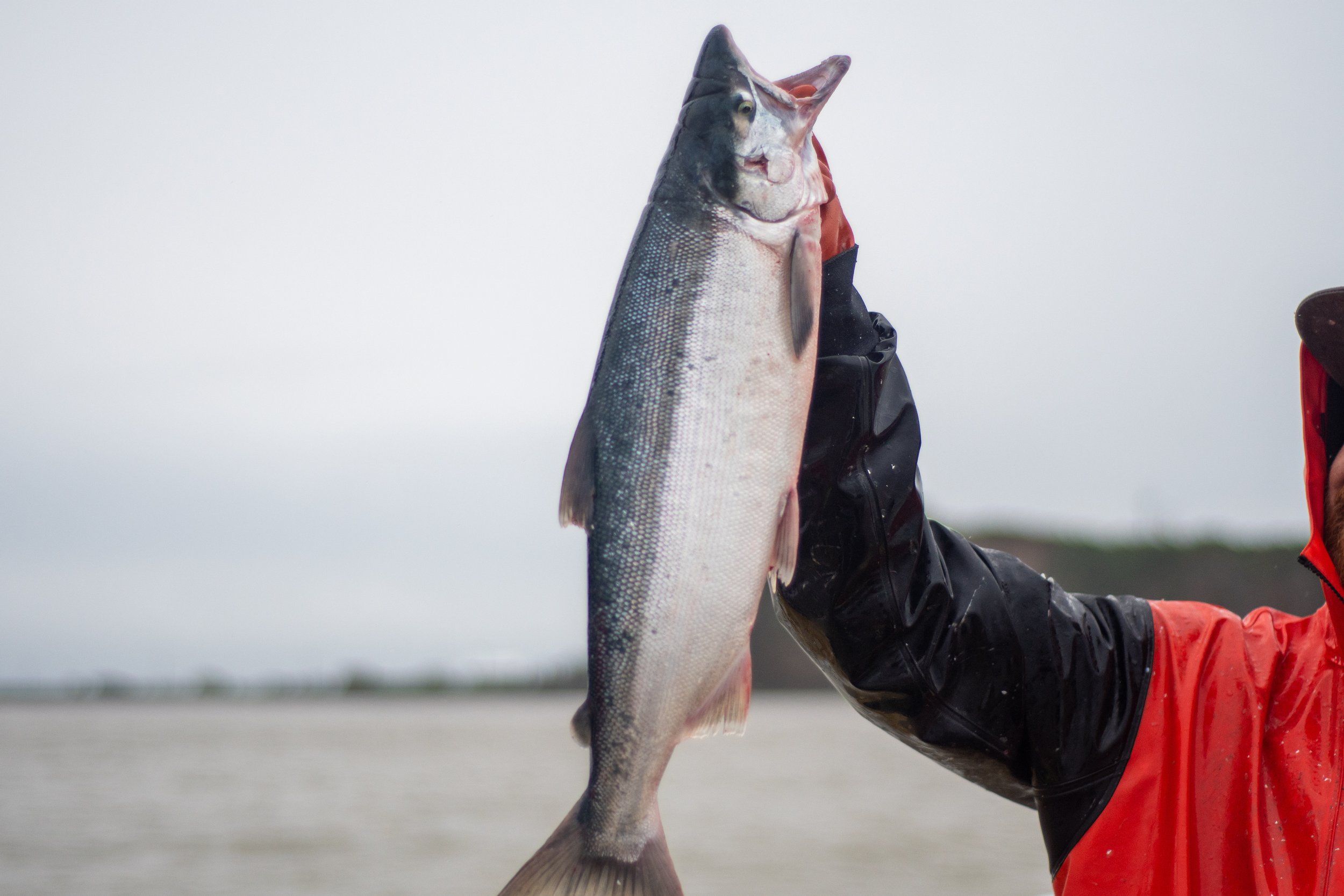 Person wearing black and red gloves and a red jacket holding a large fish with silvery scales and a dark back, against a cloudy sky.