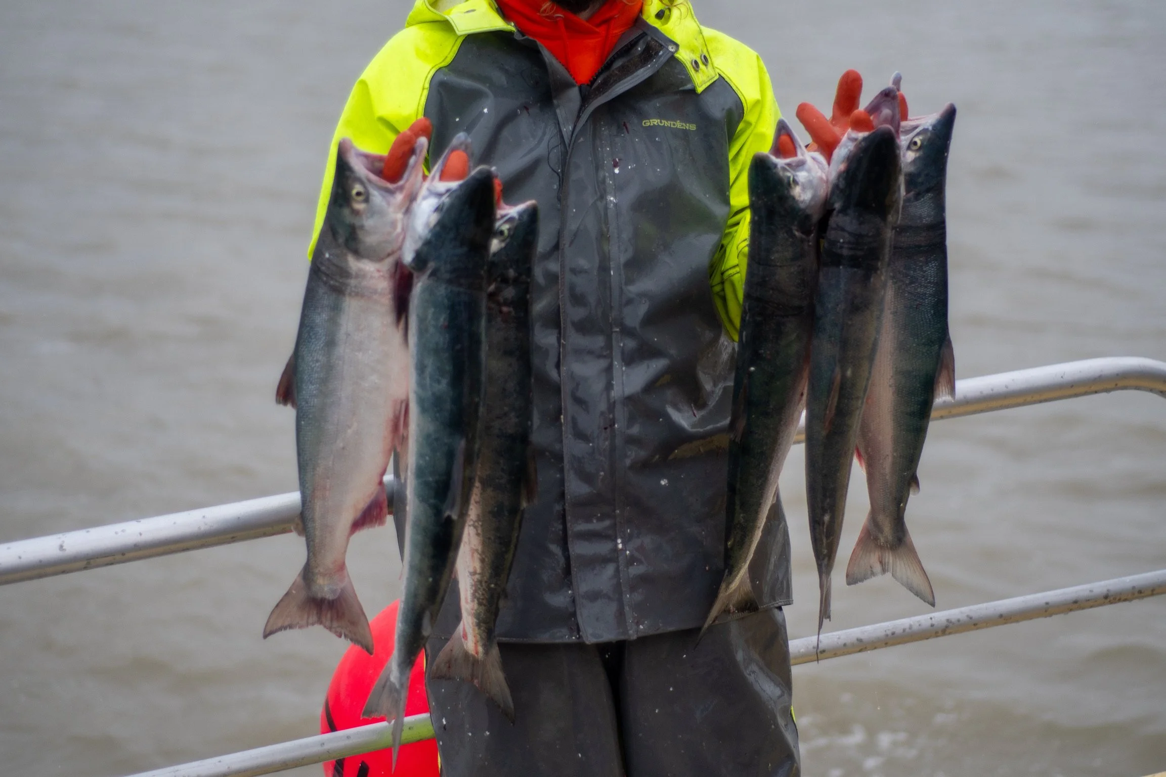 Person wearing a high-visibility jacket holding several fish, with water in the background.