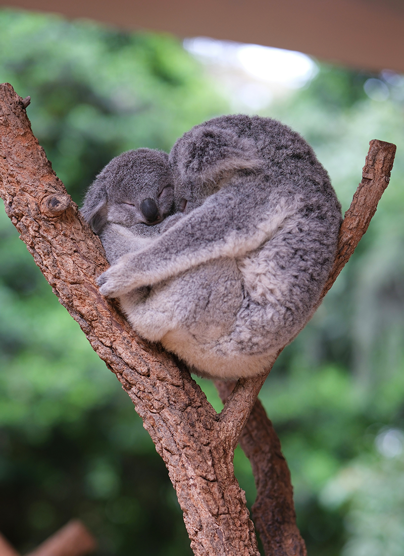 A young koala sleeping curled up on a tree branch with lush green foliage in the background.