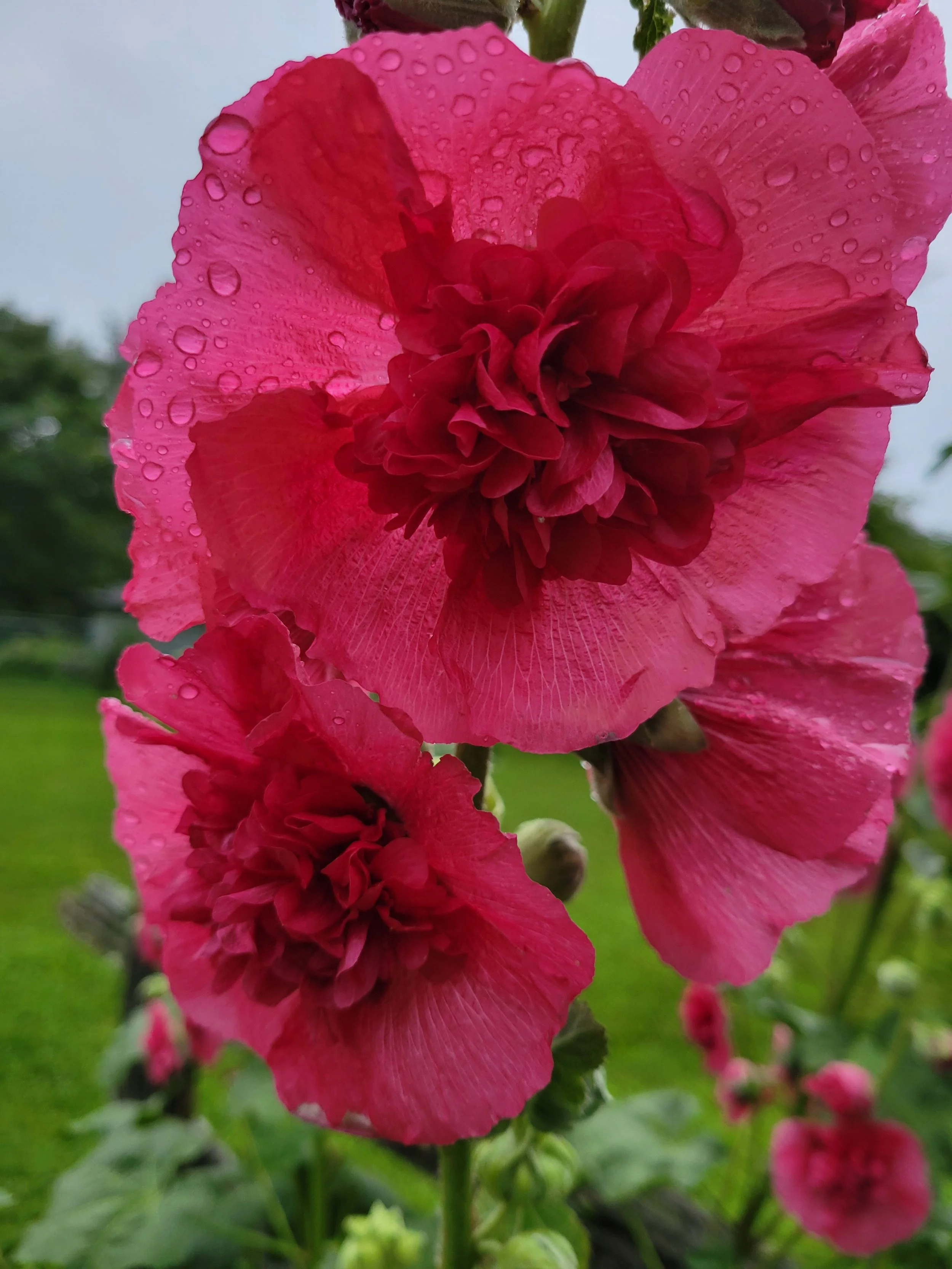 Close-up of a pink hollyhock flower with water droplets on its petals, with a blurred green background.