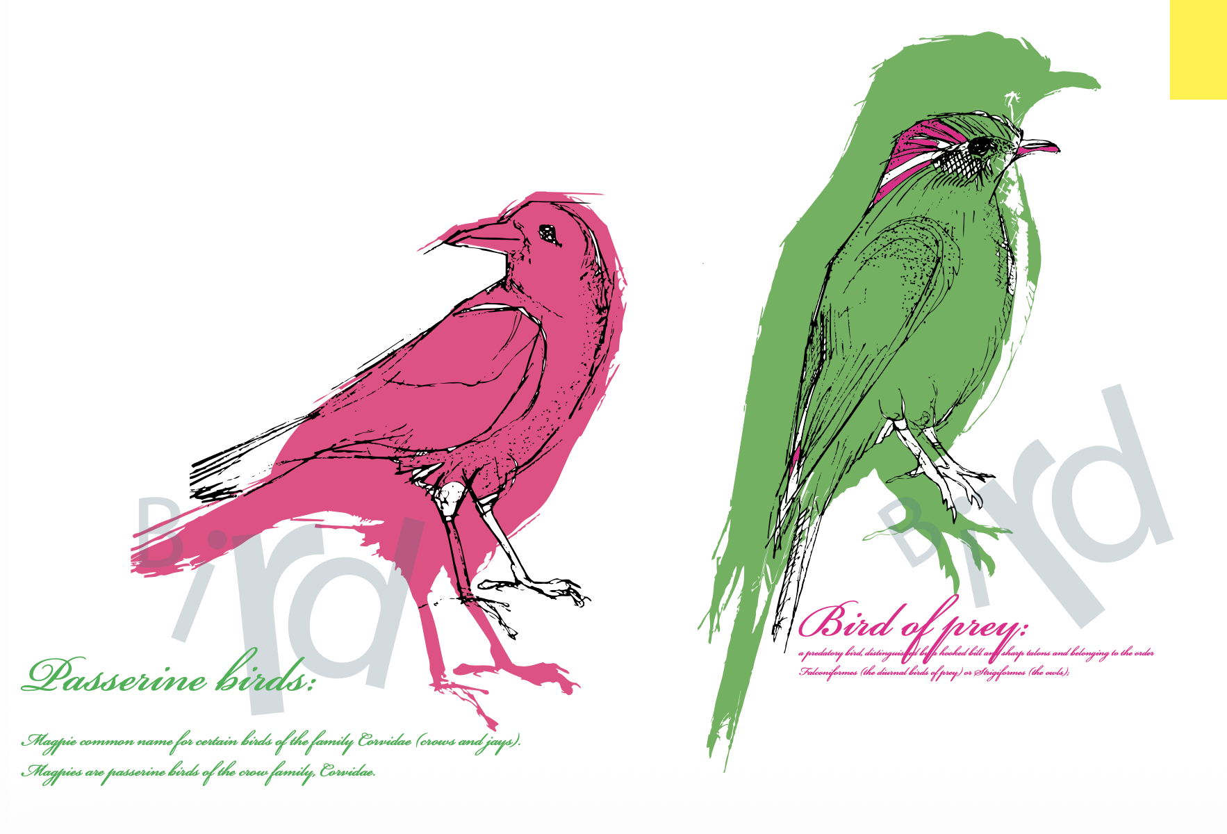 Illustration comparing passerine birds in pink and predatory birds in green, with descriptive text about their characteristics and classifications.