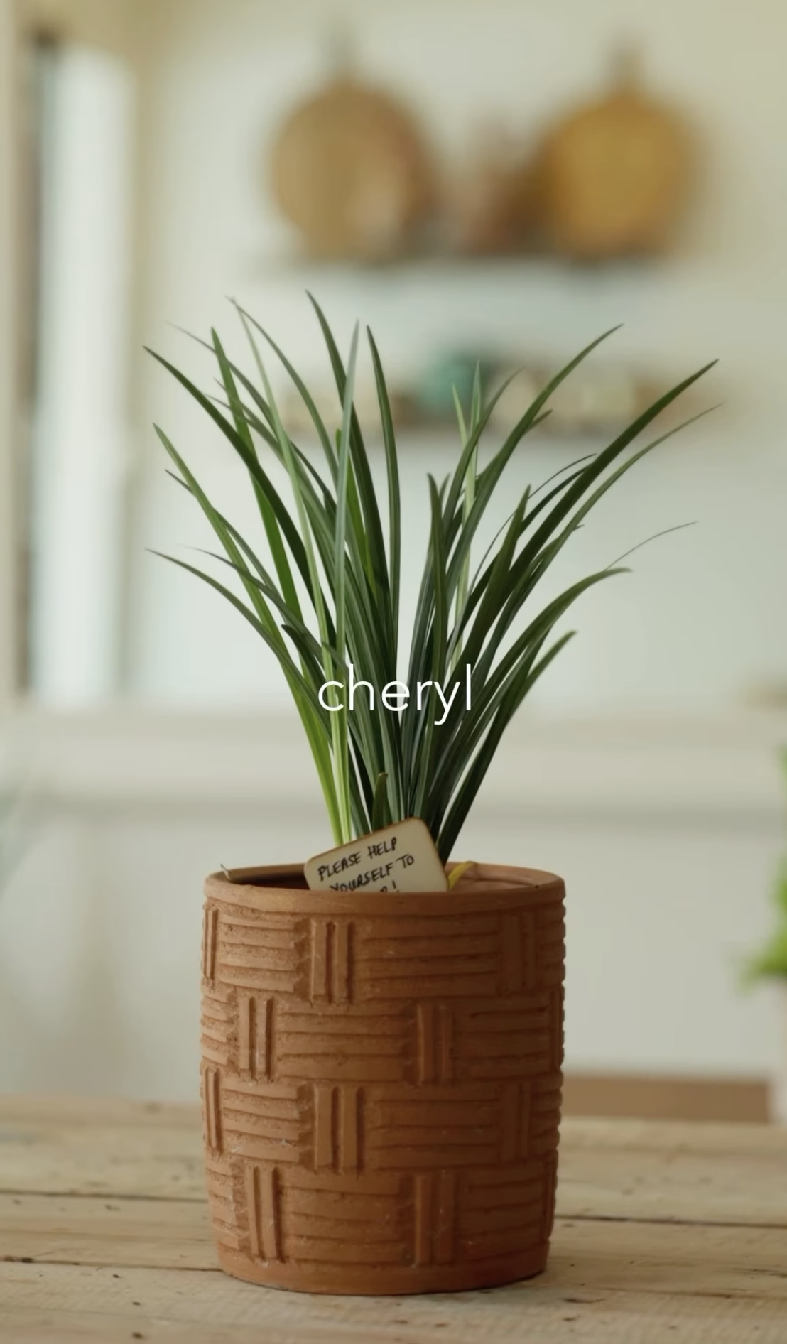 Green potted plant with long, narrow leaves in a textured brick-colored pot on a wooden surface. Background is blurred with shelves and objects, and the plant has a label with the name "Cheryl."