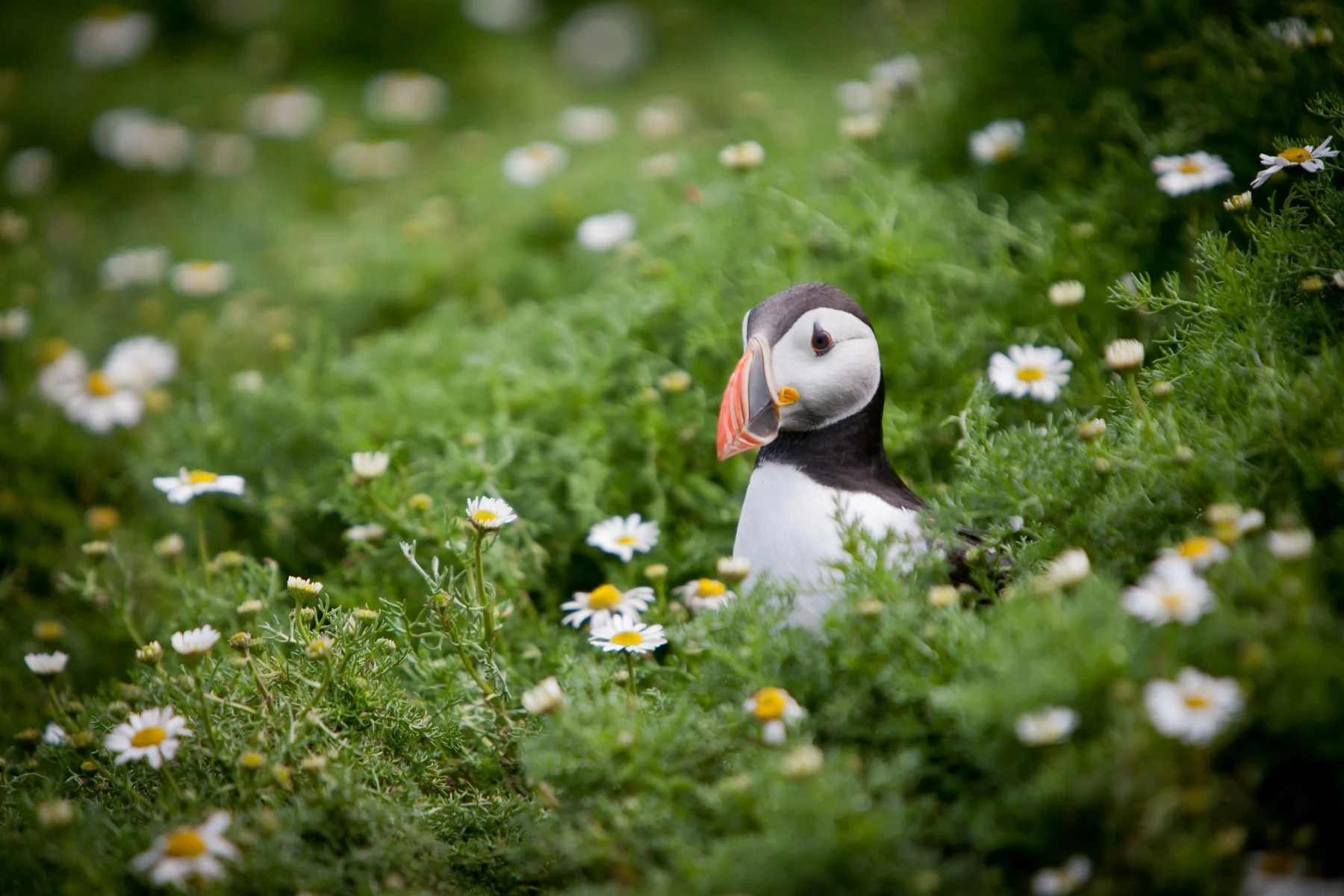 Puffin-364.jpg