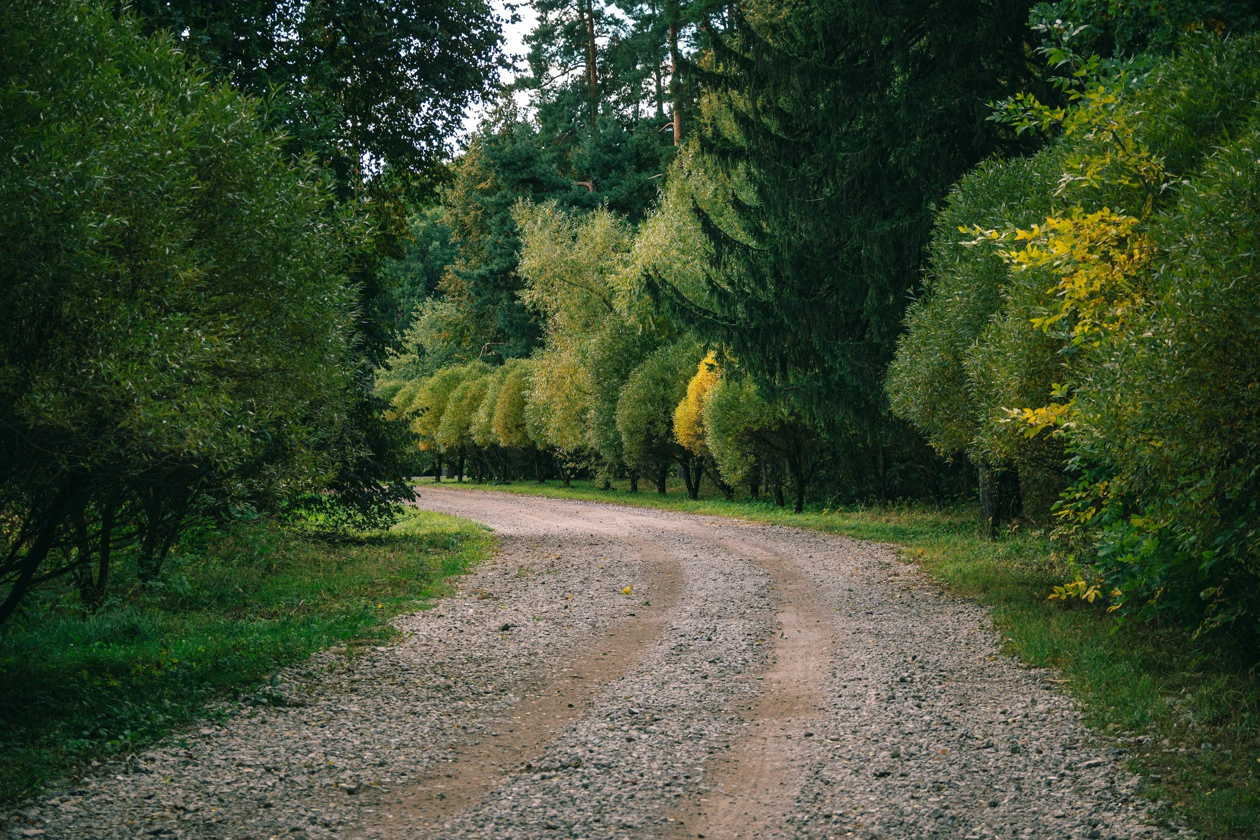 Dirt path winding through a green, lush forest with dense trees on both sides.