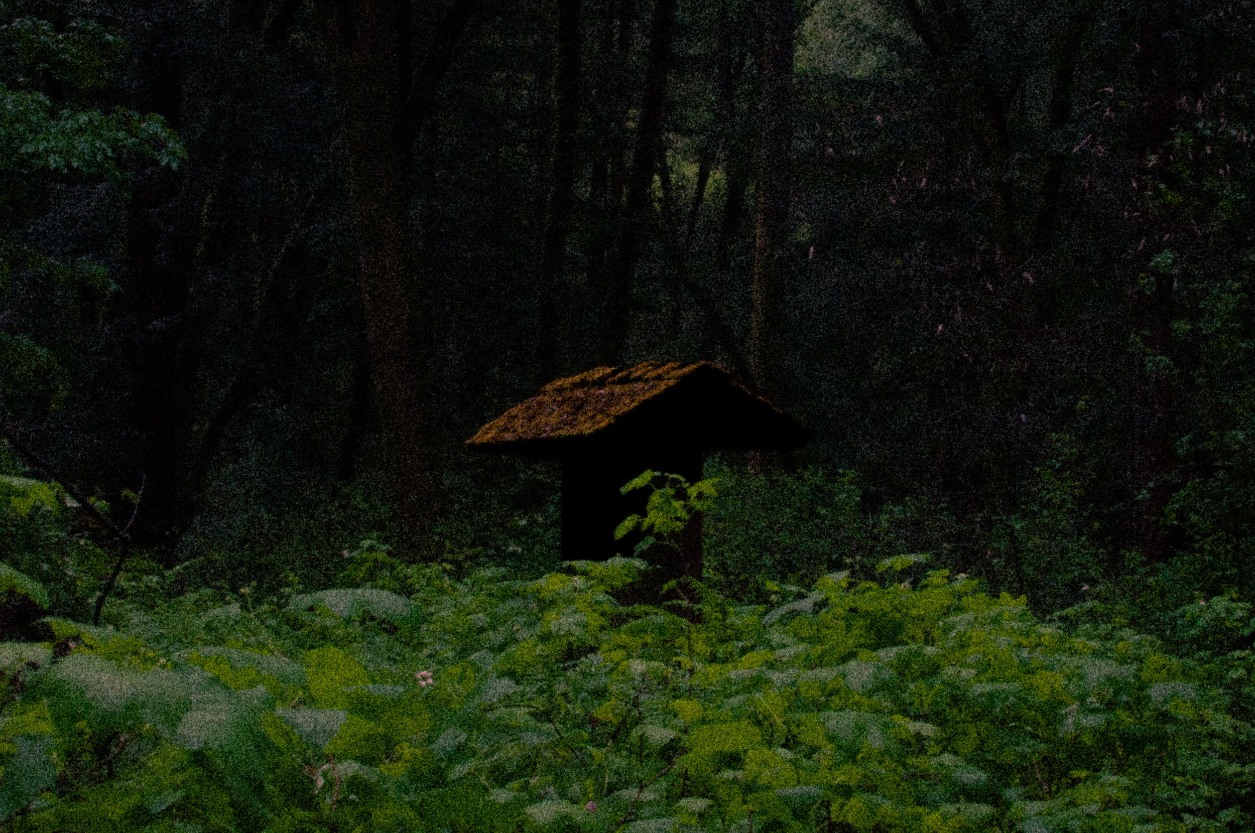 Henry Cowell Redwoods, CA, "Shelter"