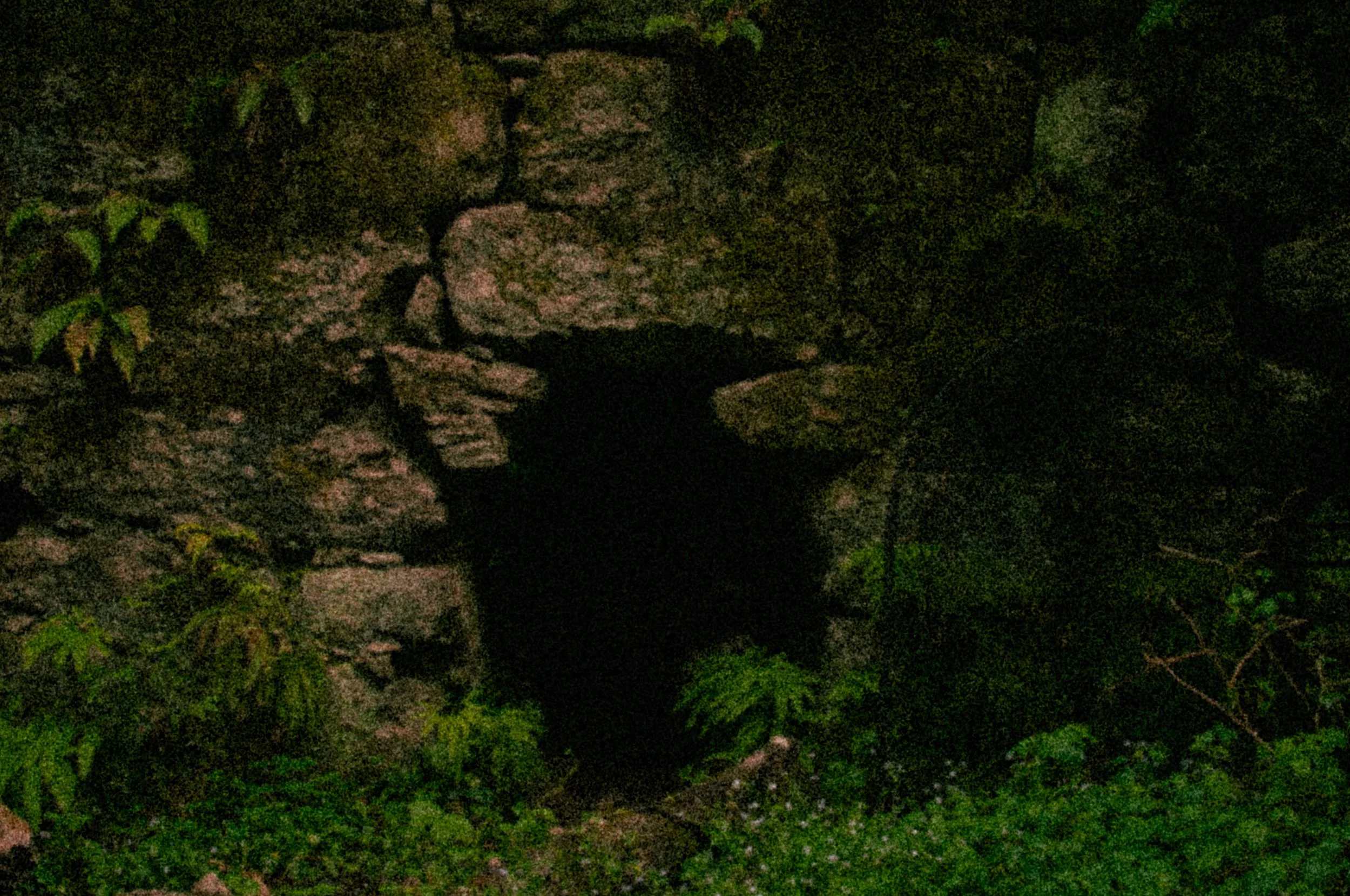 Henry Cowell Redwoods, CA, "Tunnel"