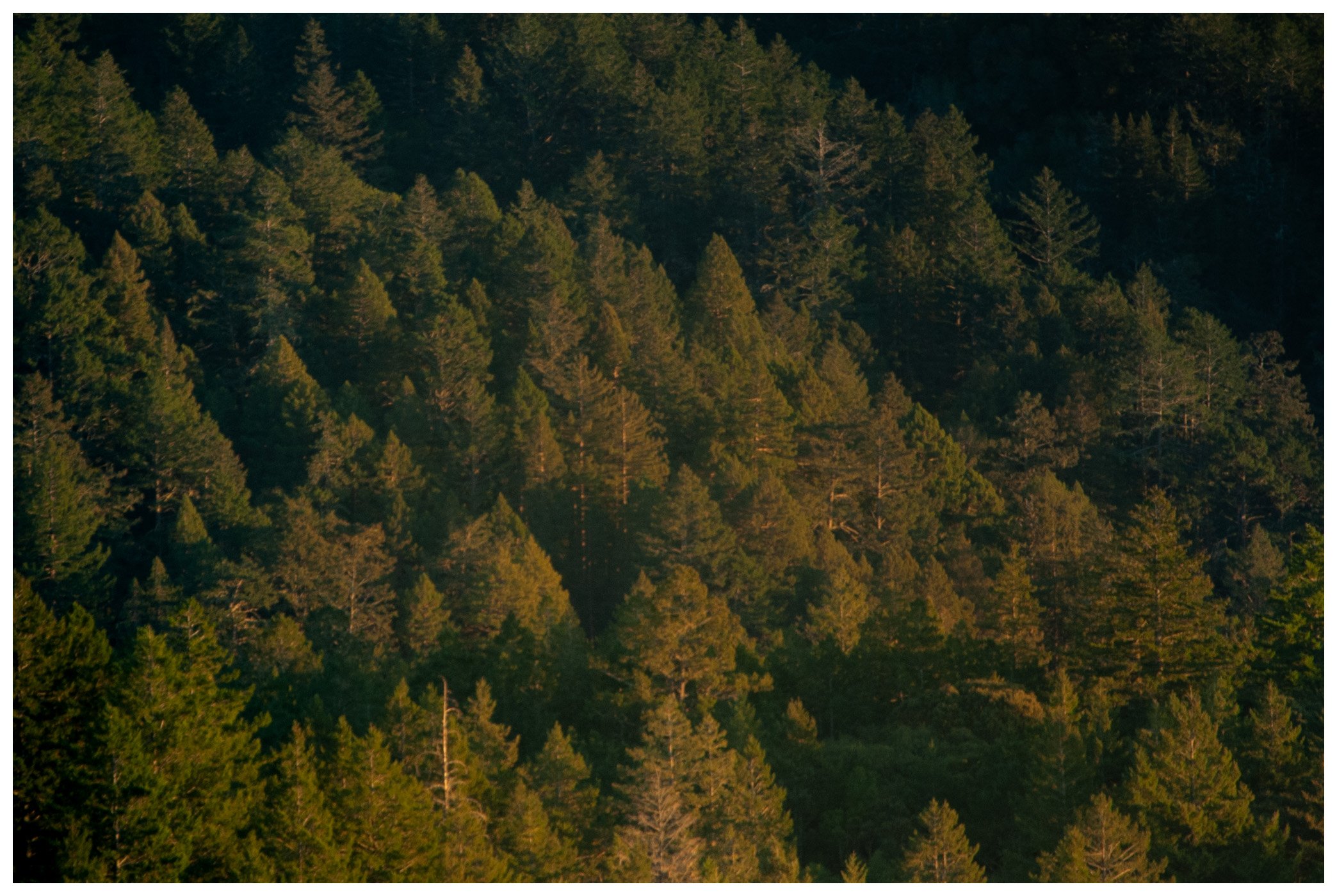 Mt Tam, CA, "9"