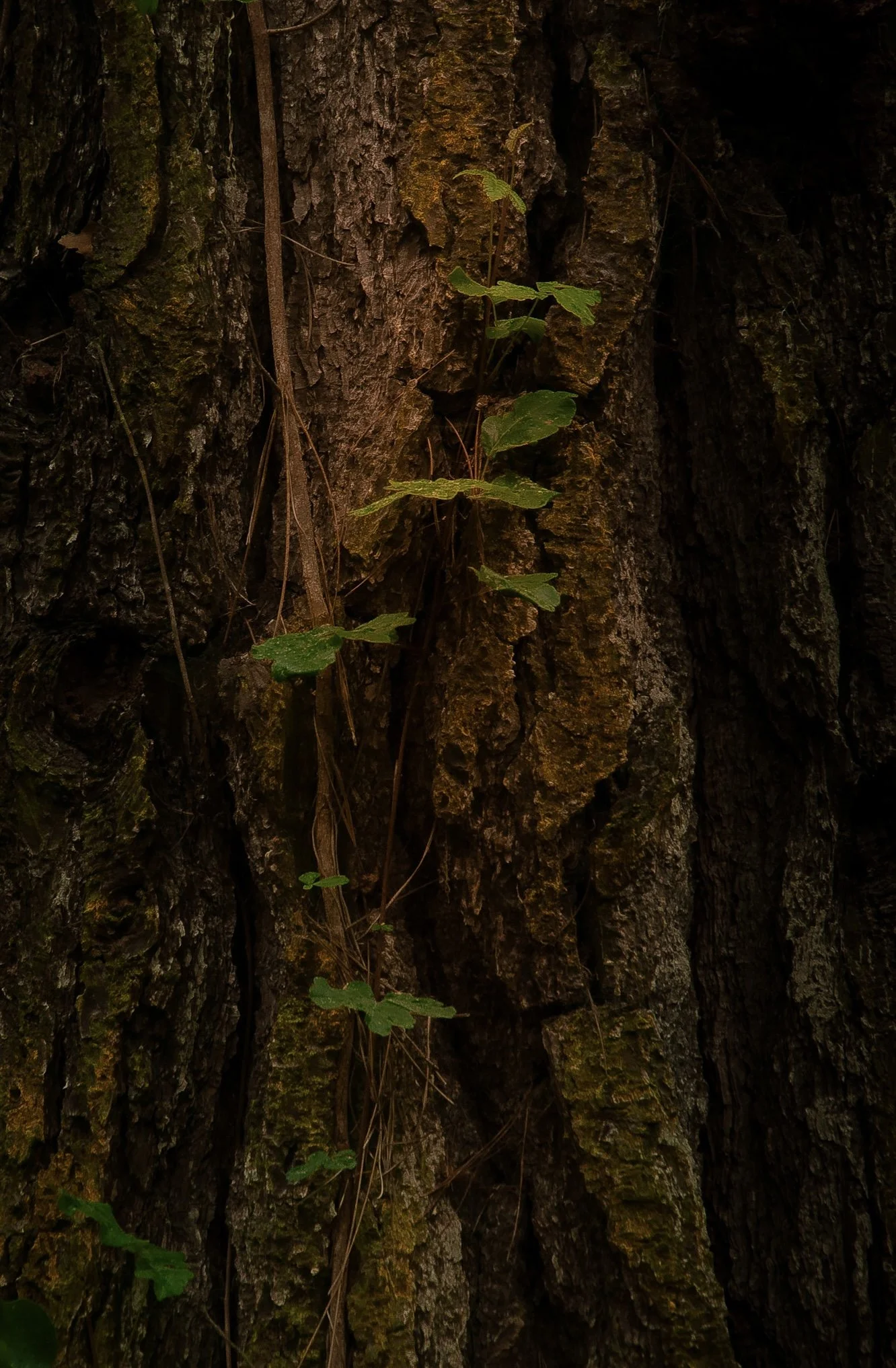Point Lobos, CA, "Crevice"