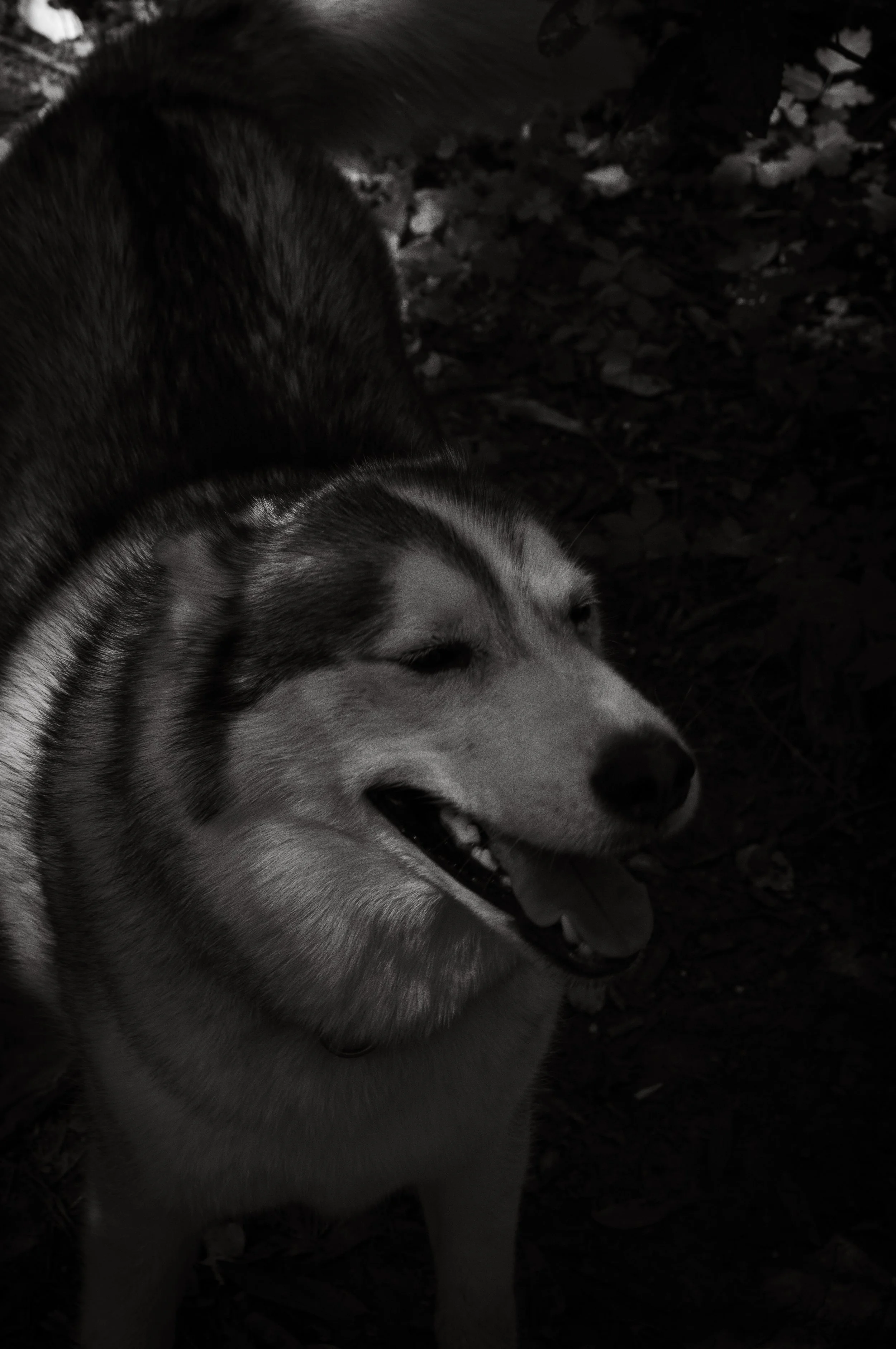 Reinhardt Redwood Park, CA, "Best Friend"