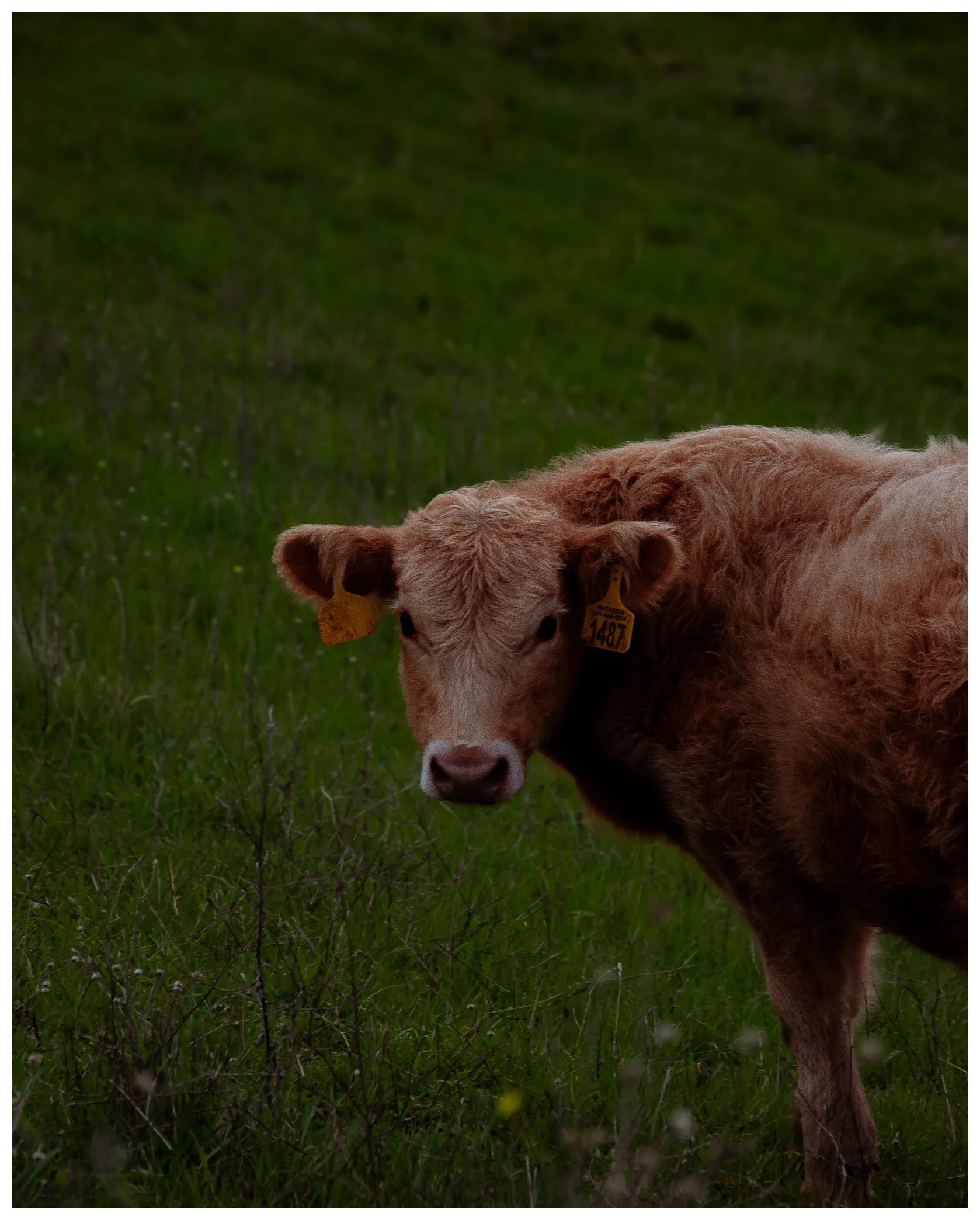 Del Valle, CA, "Milk"