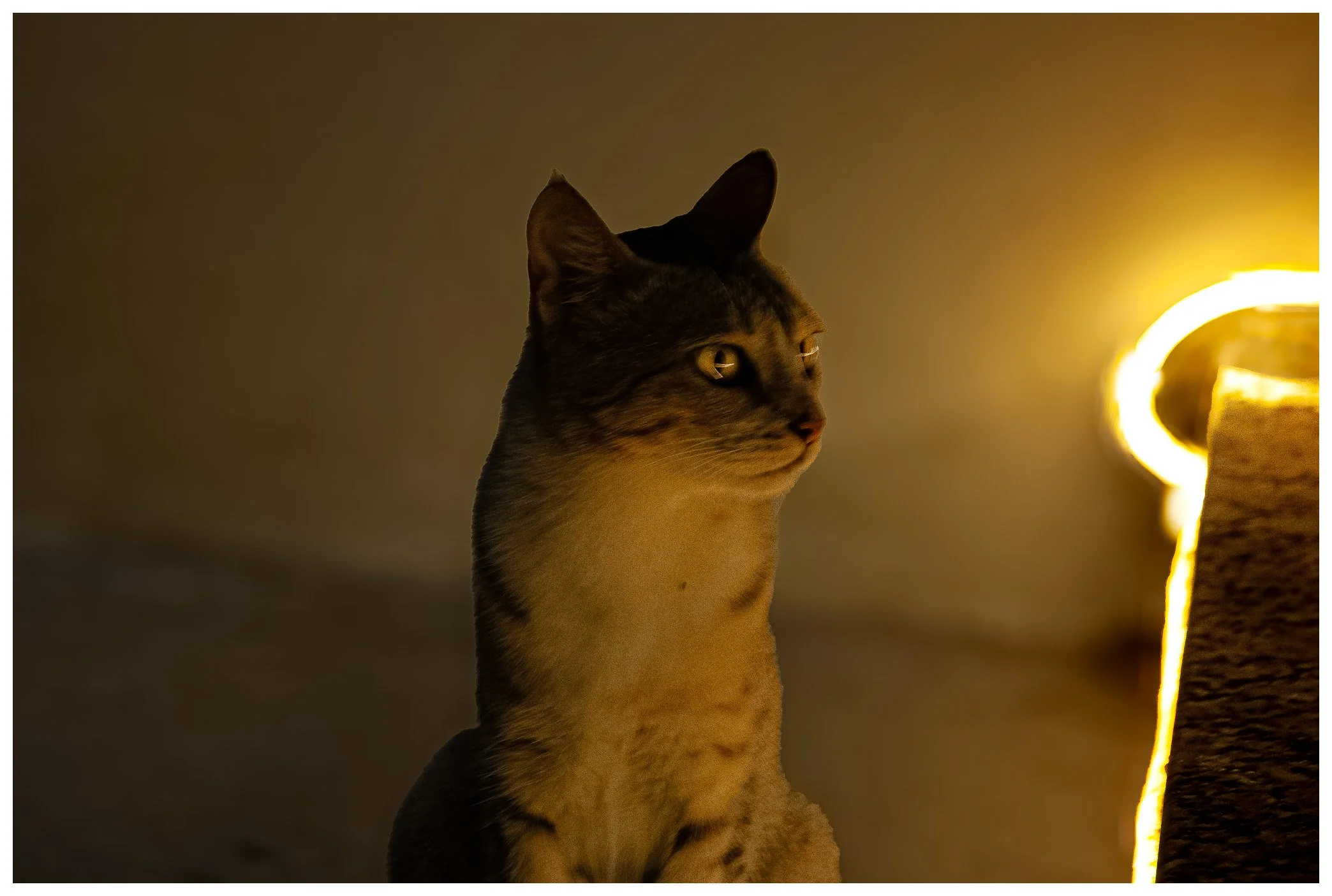 Kochi, India, "Stray"
