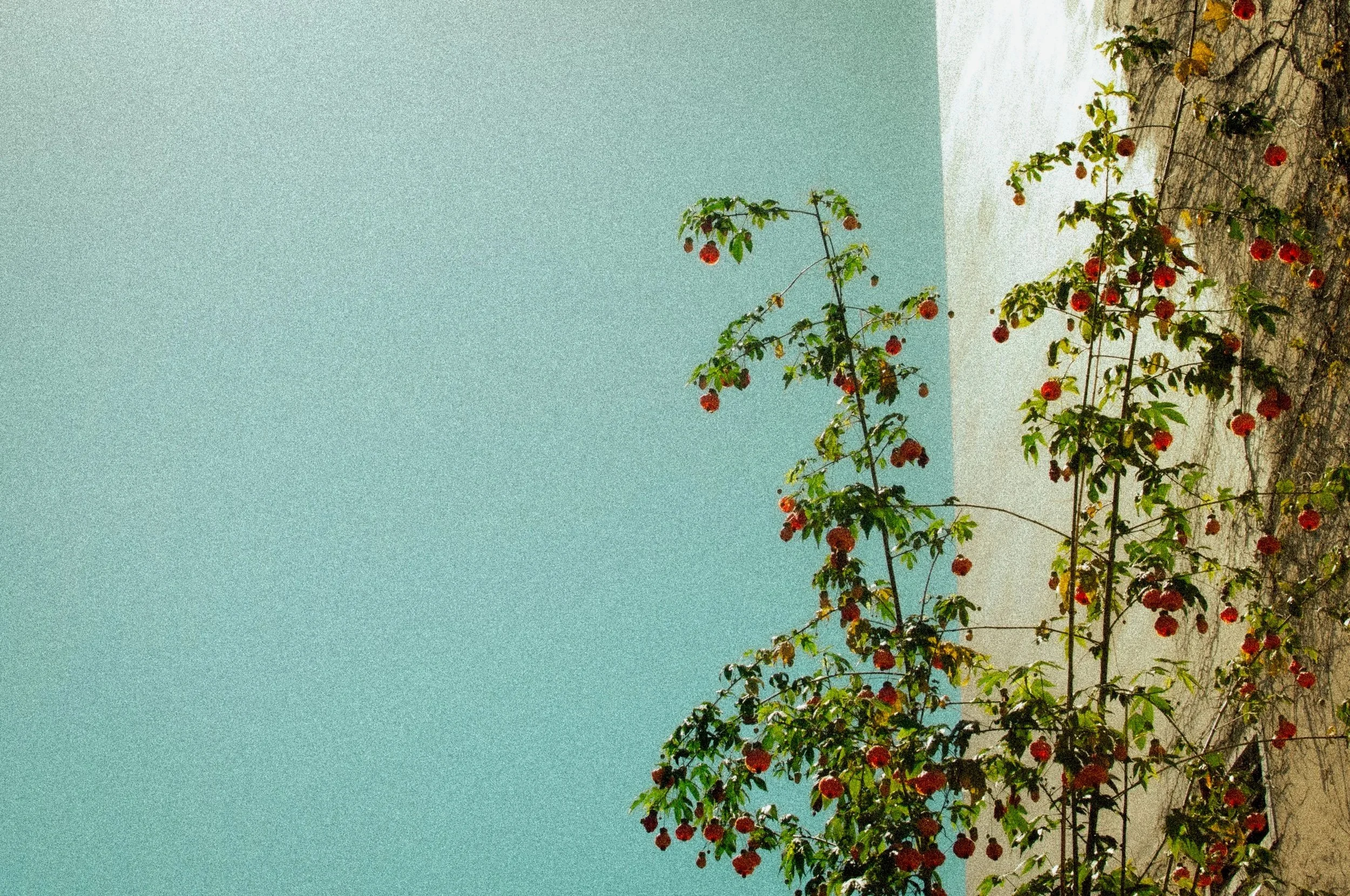 Santa Cruz, CA, "Berries"