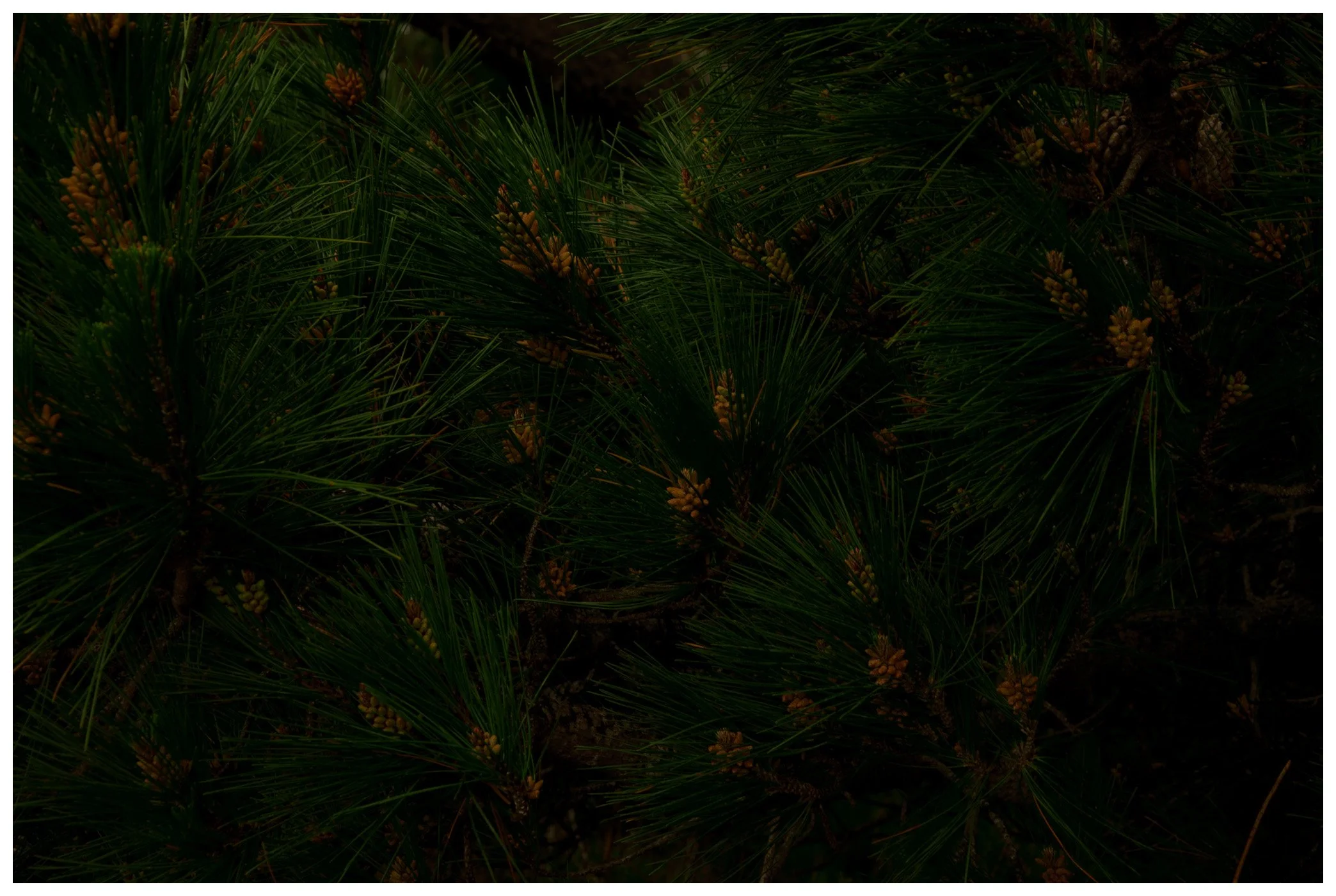 Point Lobos, CA, "Pine"