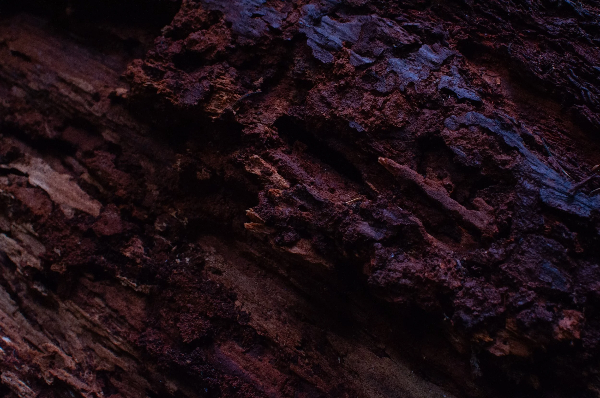 Henry Cowell Redwoods, CA, "Bark"