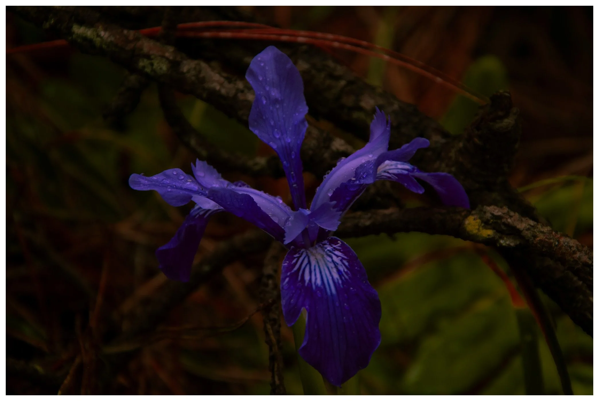 Point Lobos, CA, "Poison"