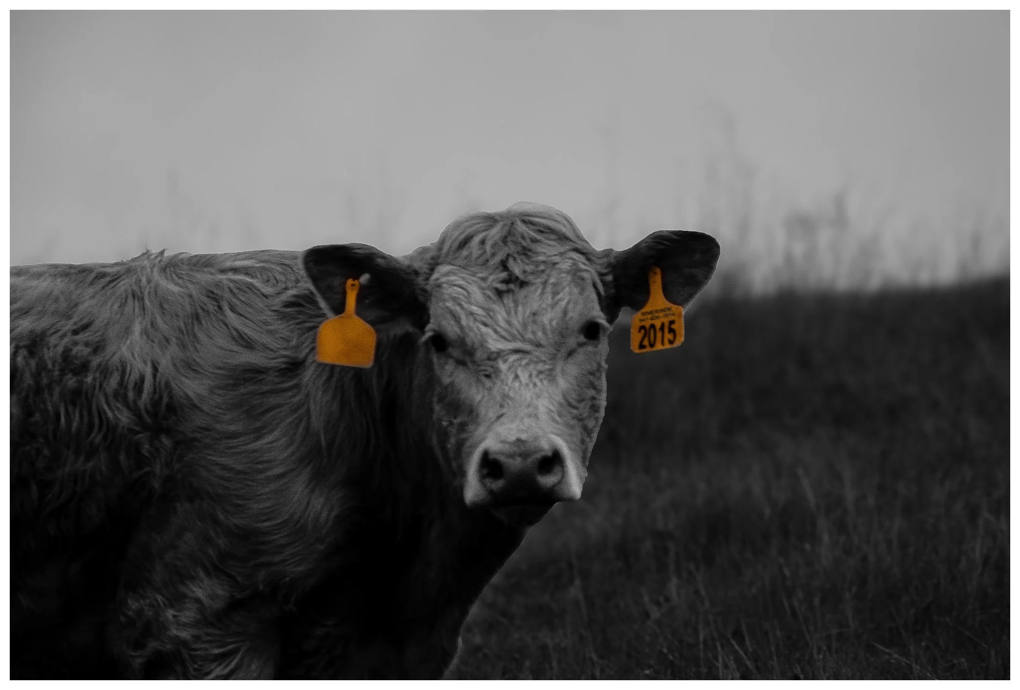 Del Valle, CA, "butcher"
