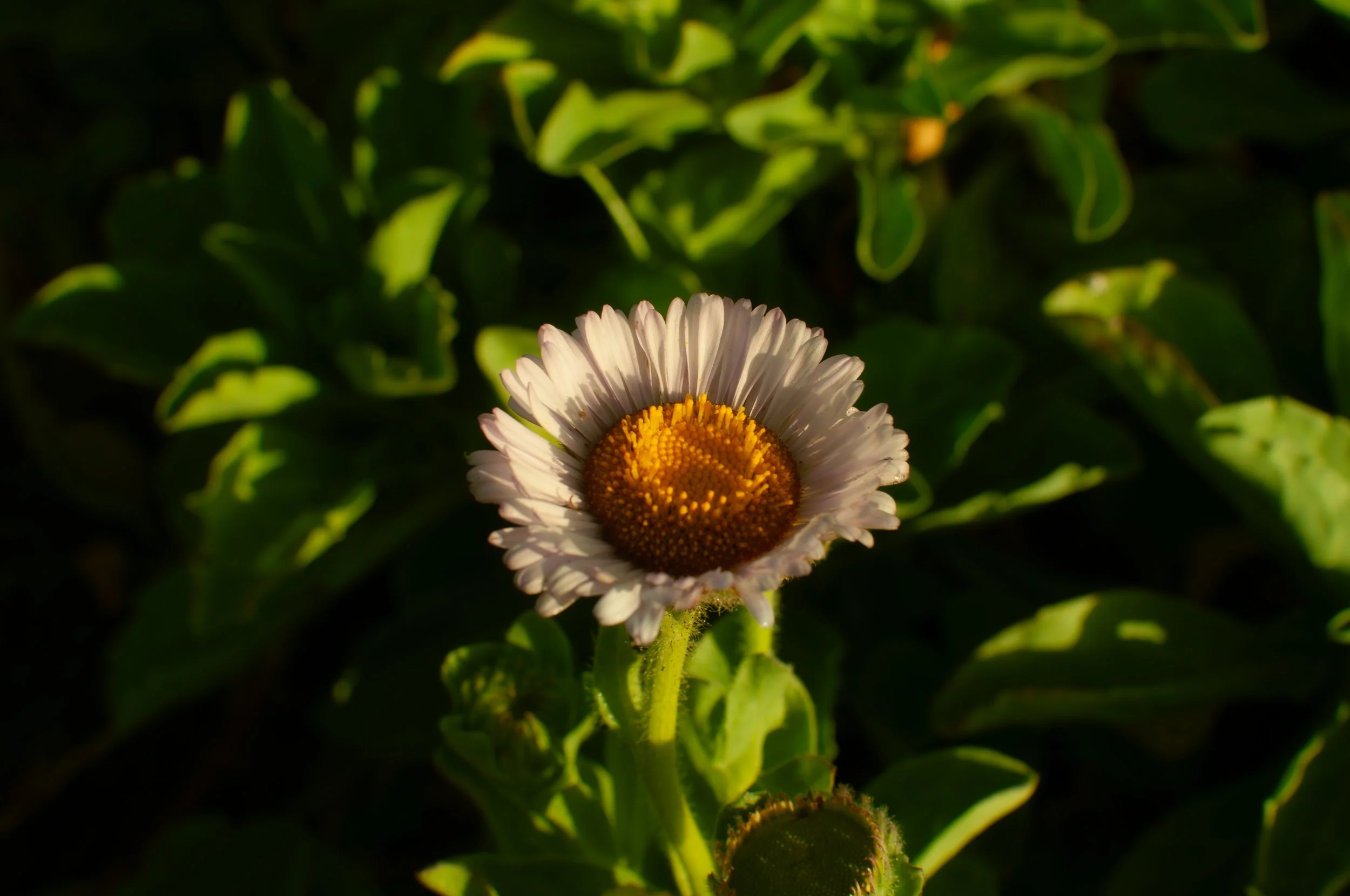 Laguna Creek, CA, "Pollen"
