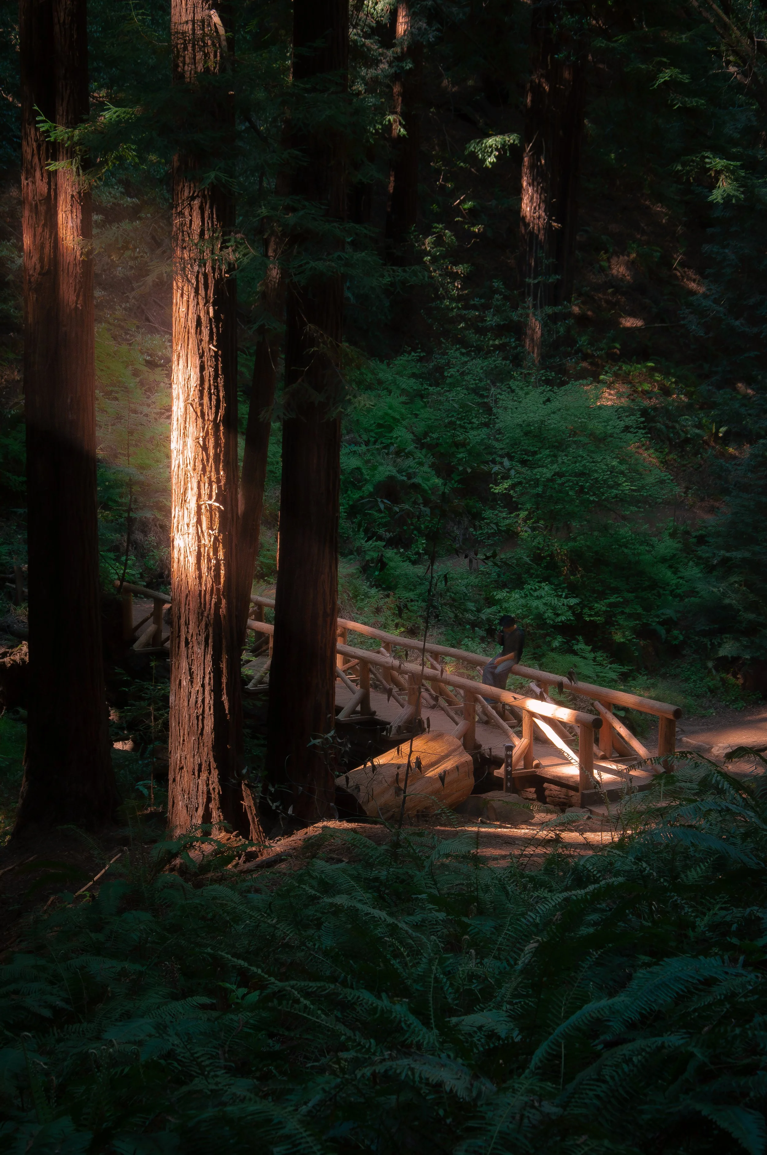 Reinhardt Redwood Park, CA, "Over Water"