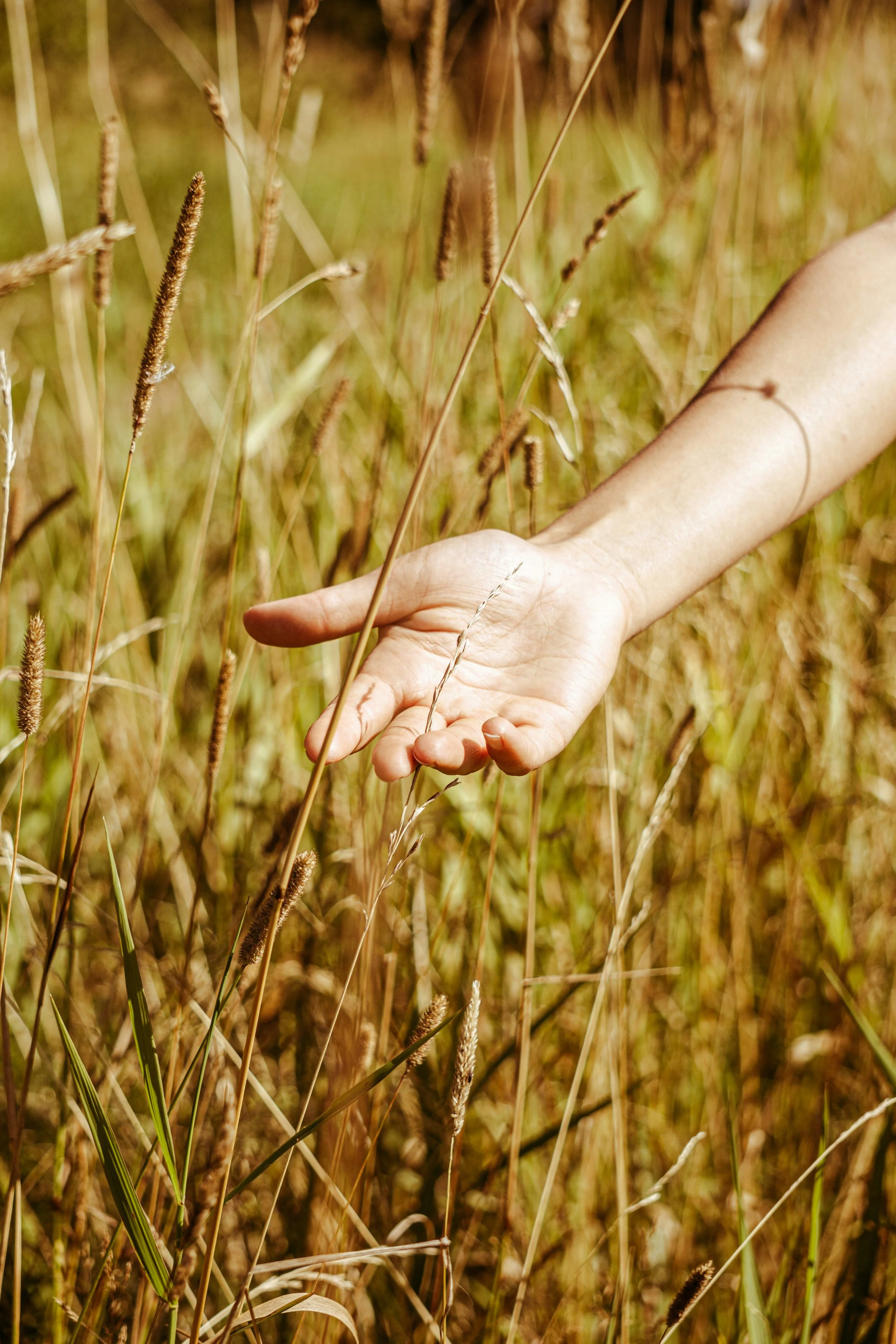 Close-up of a person's hand reaching through tall grasses and weeds in a field during daytime.