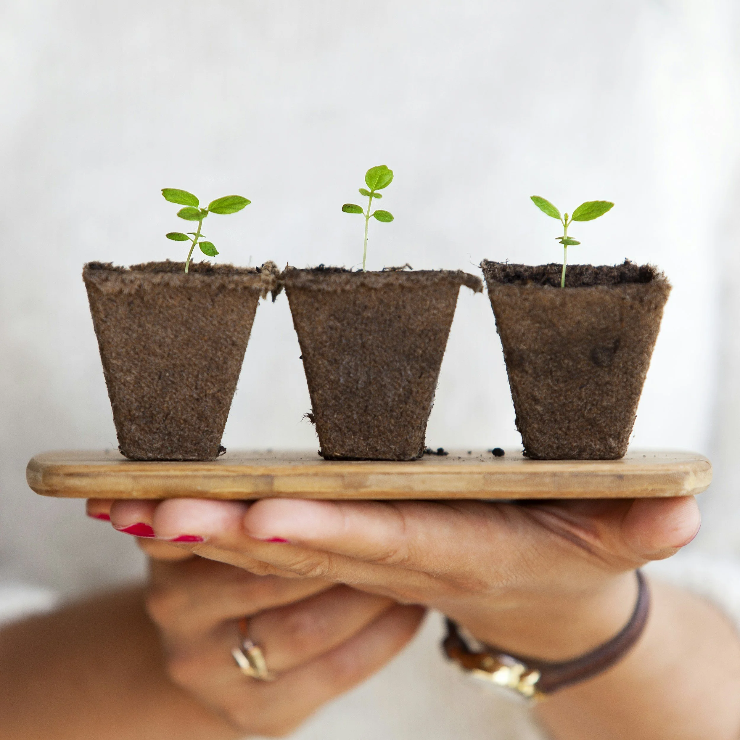 Close-up of three small green plant seedlings sprouting from soil in brown biodegradable pots. A hand with red-painted nails holds the pots, with wooden surface beneath.