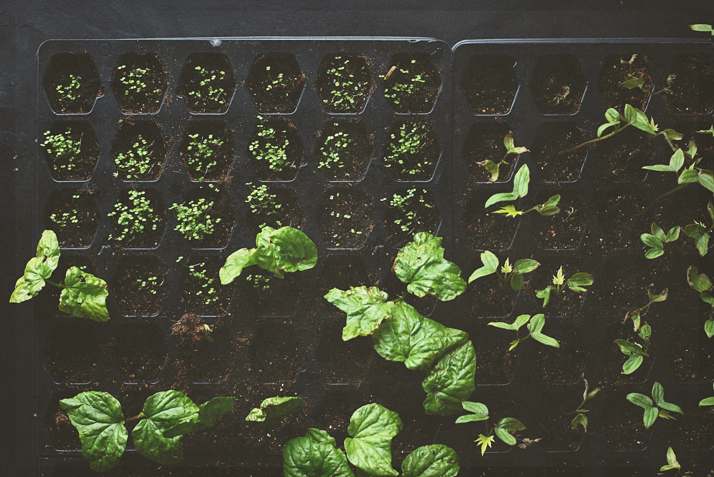Top view of seedling trays with small green sprouts and surrounding leafy plants in soil.