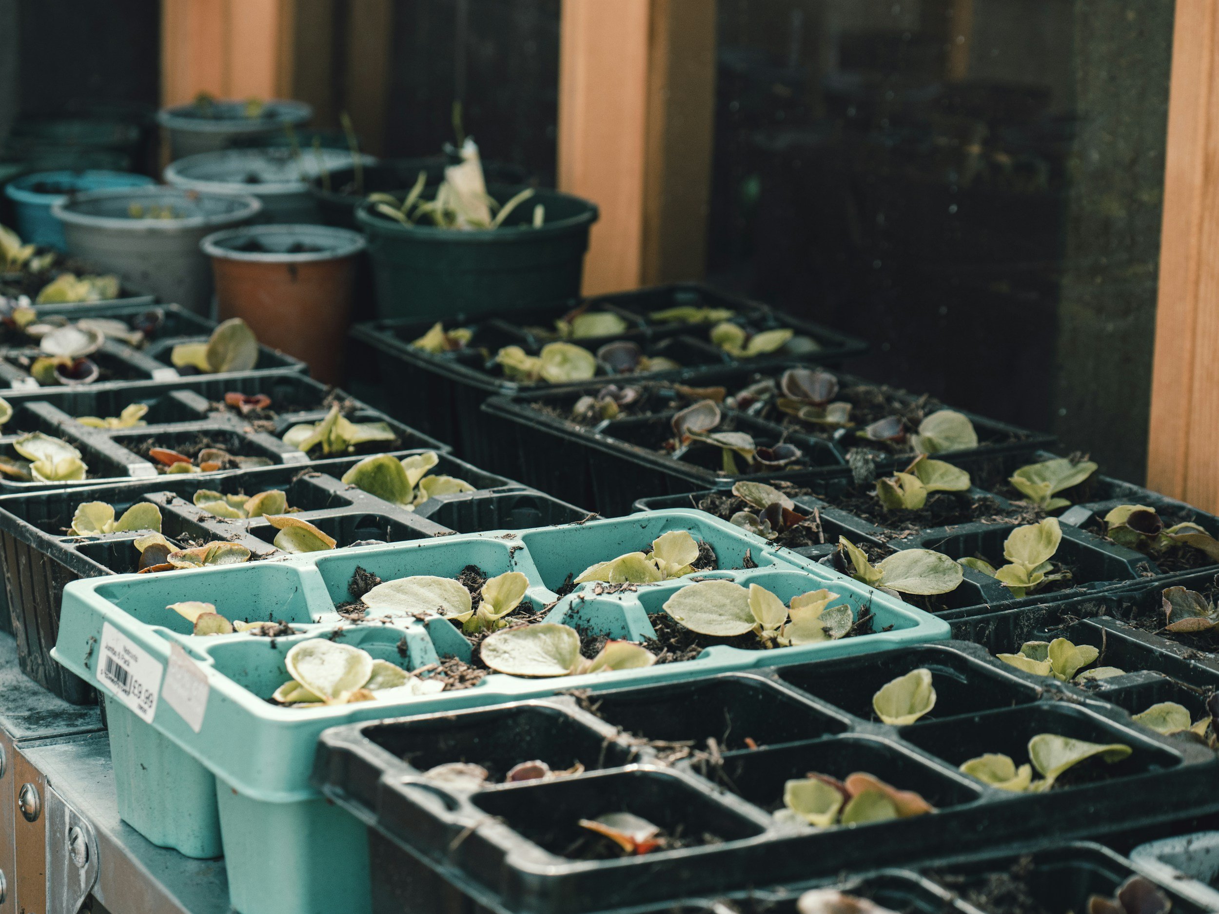 Multiple trays with soil and seedlings, with additional pots and gardening supplies on a shelf or table, inside a greenhouse or garden shed.