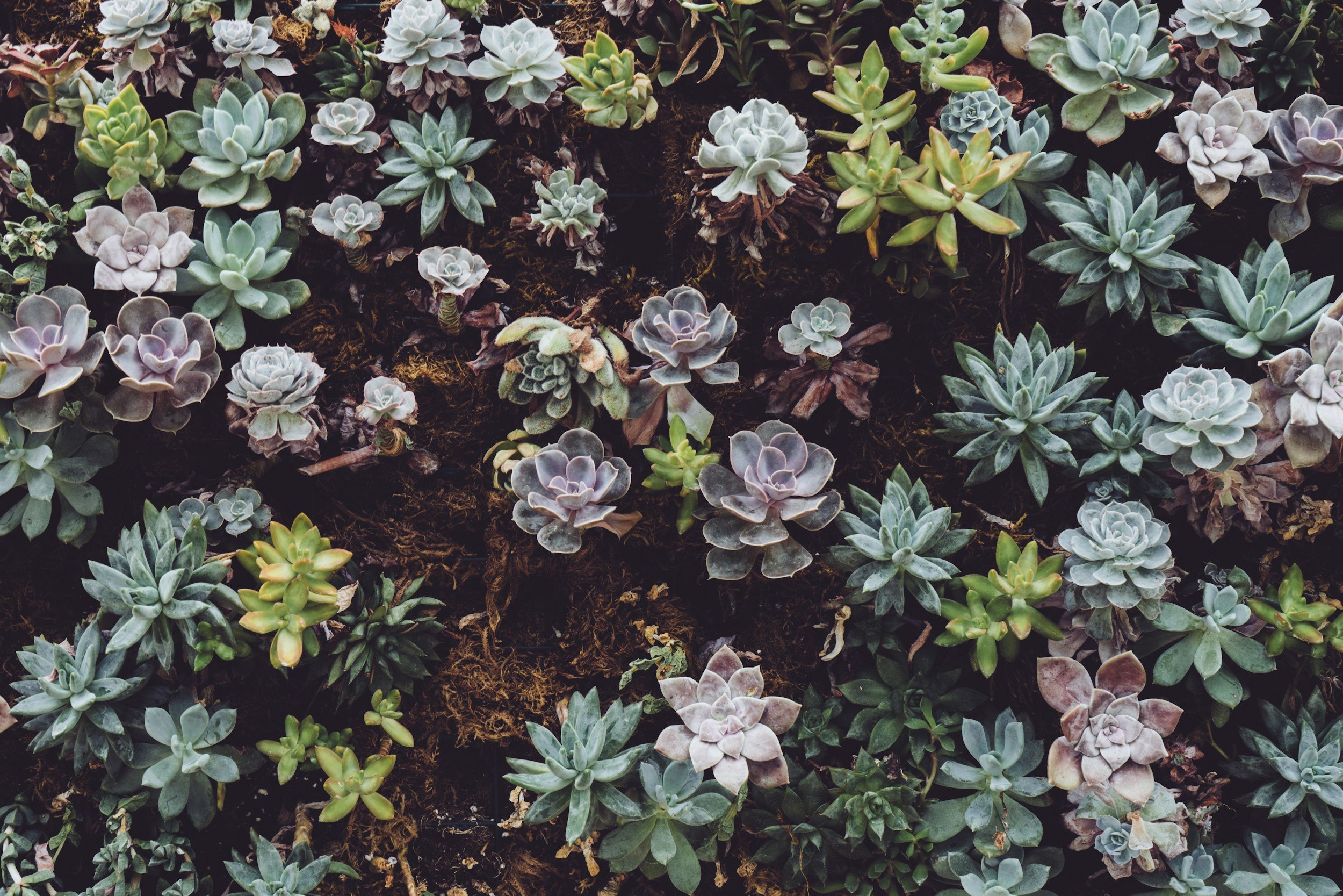 A garden bed filled with various types of succulent plants in shades of green, gray, purple, and pink.