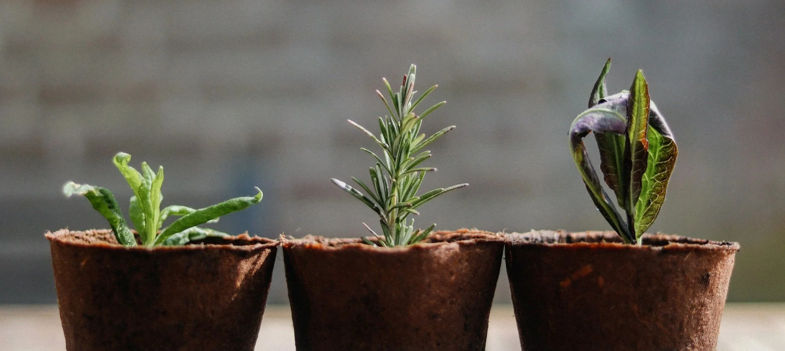 Three small clay pots with sprouting herbs: one with a Lettuce, one with a Rosemary, and one with a Basil plant.