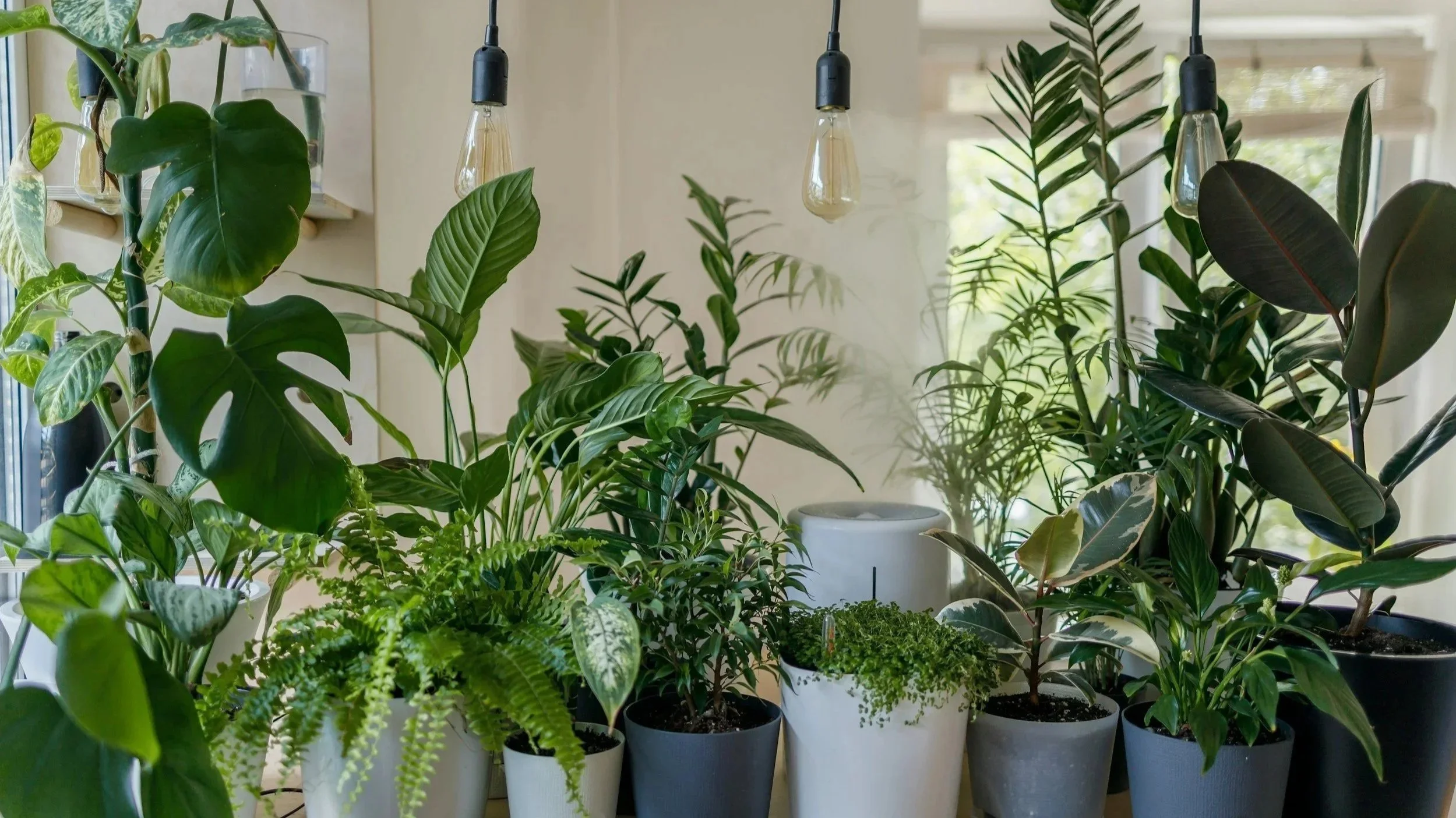 Indoor space with various lush green potted plants and hanging Edison-style light bulbs.