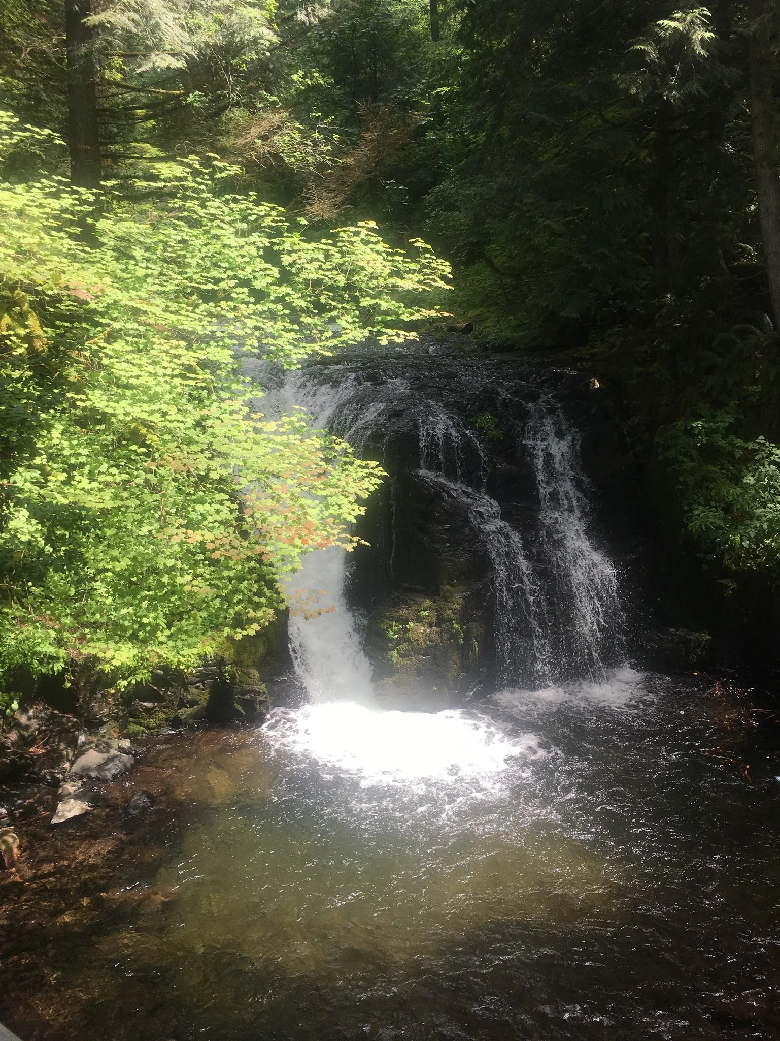 A small waterfall cascading over rocks in a lush green forest with trees and dense foliage.