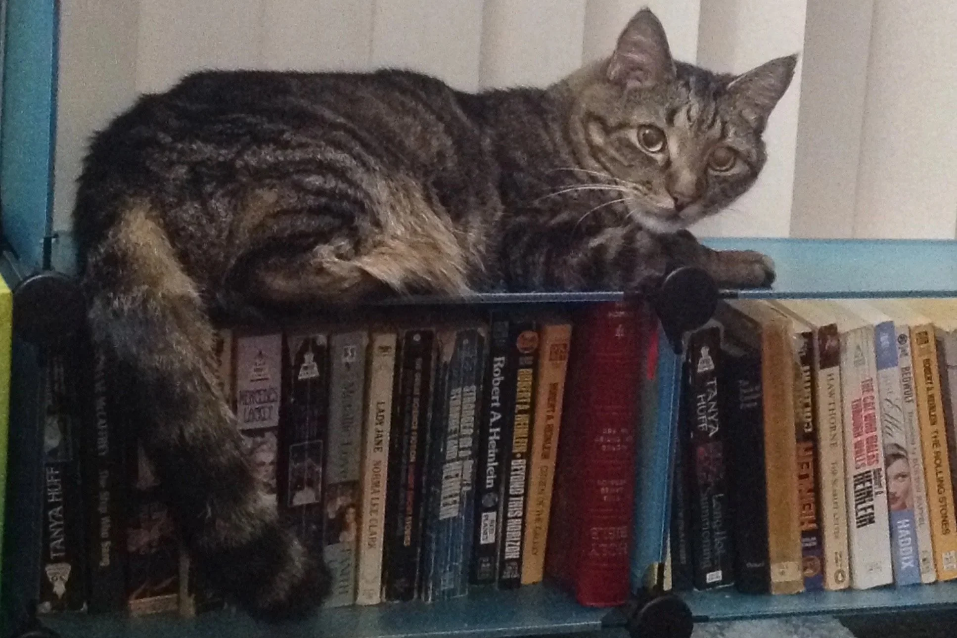 A tabby cat with a mix of brown, black, and tan fur, lying on a blue bookshelf filled with books, with its head turned and looking towards the camera.