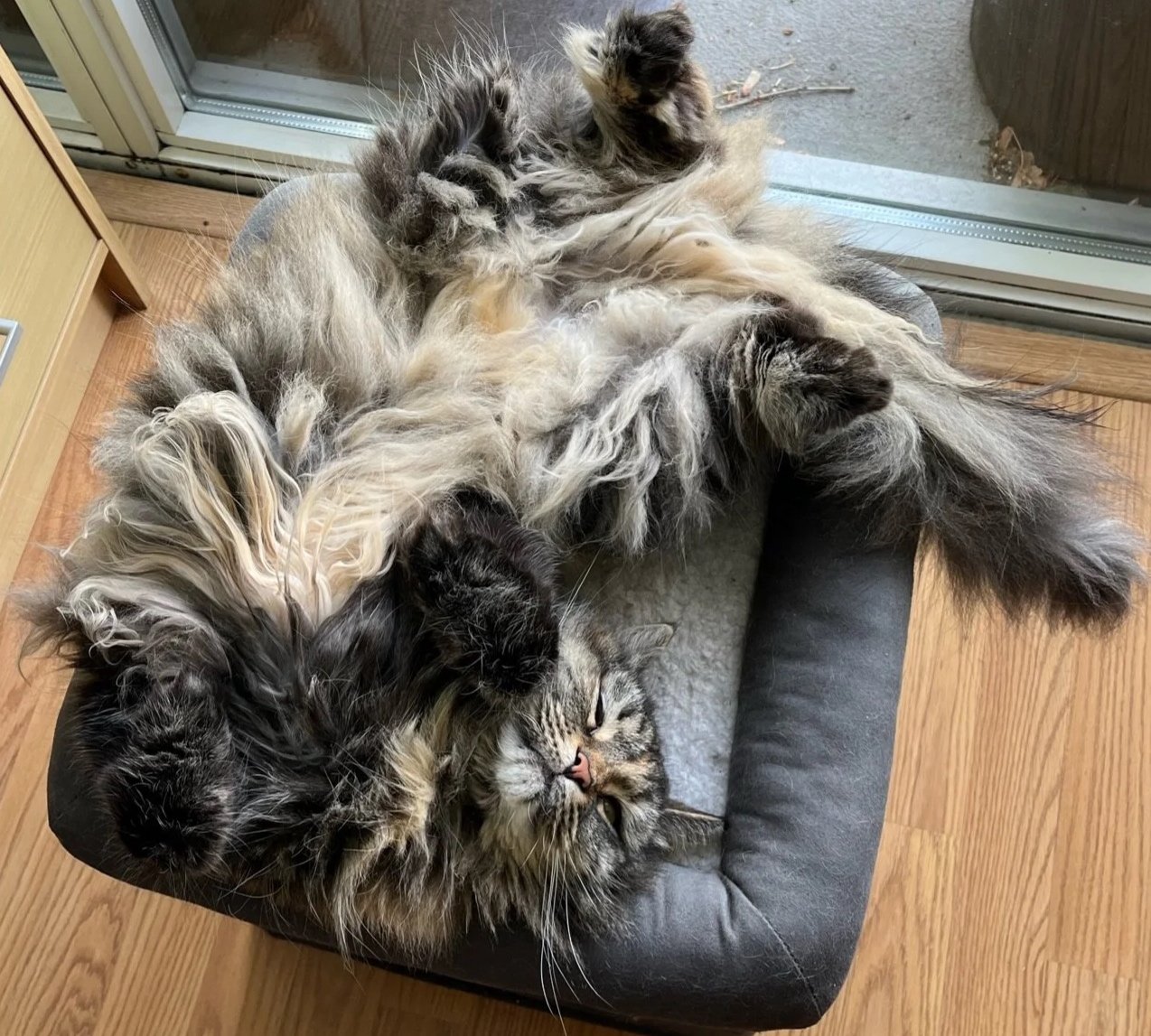 A fluffy tabby cat lying on its back on a cushioned chair with its belly exposed, near a sliding glass door. Its paws are curled, and it appears to be relaxed and resting.