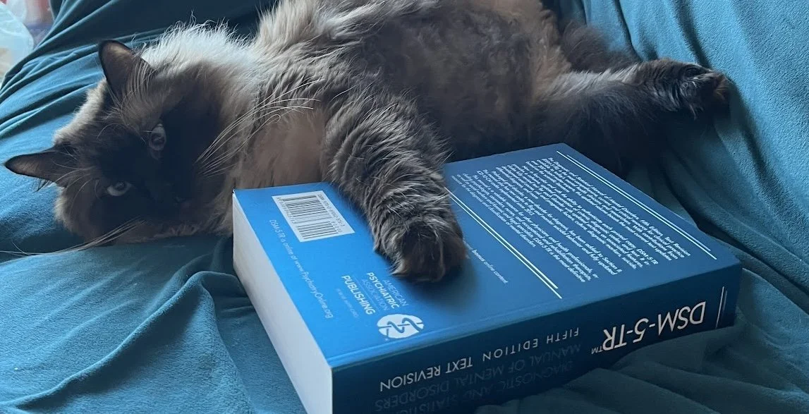 A fluffy gray and black cat lying on a blue fabric of a couch, with one paw resting on a blue book titled 'DSM-5-TR'.