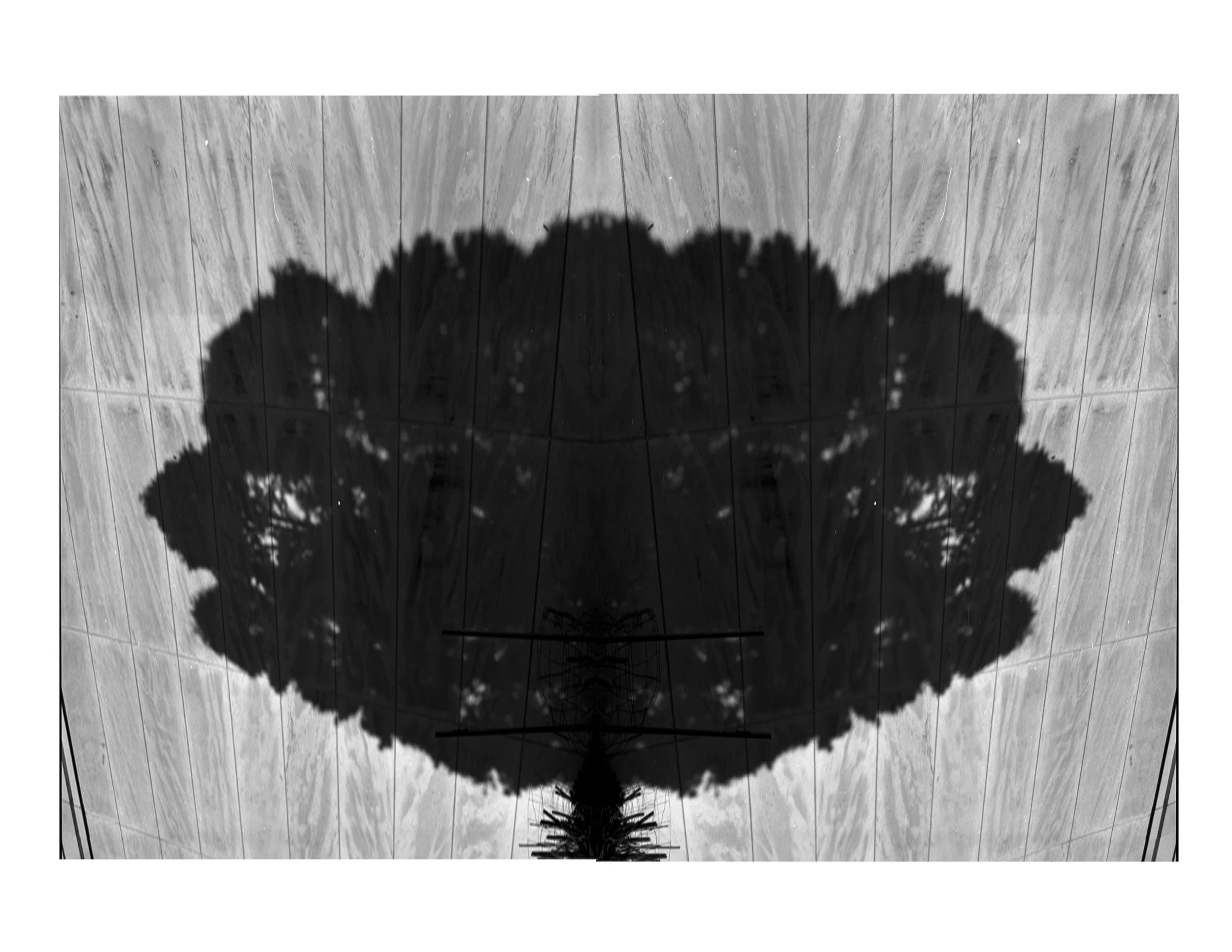 tree.jpg