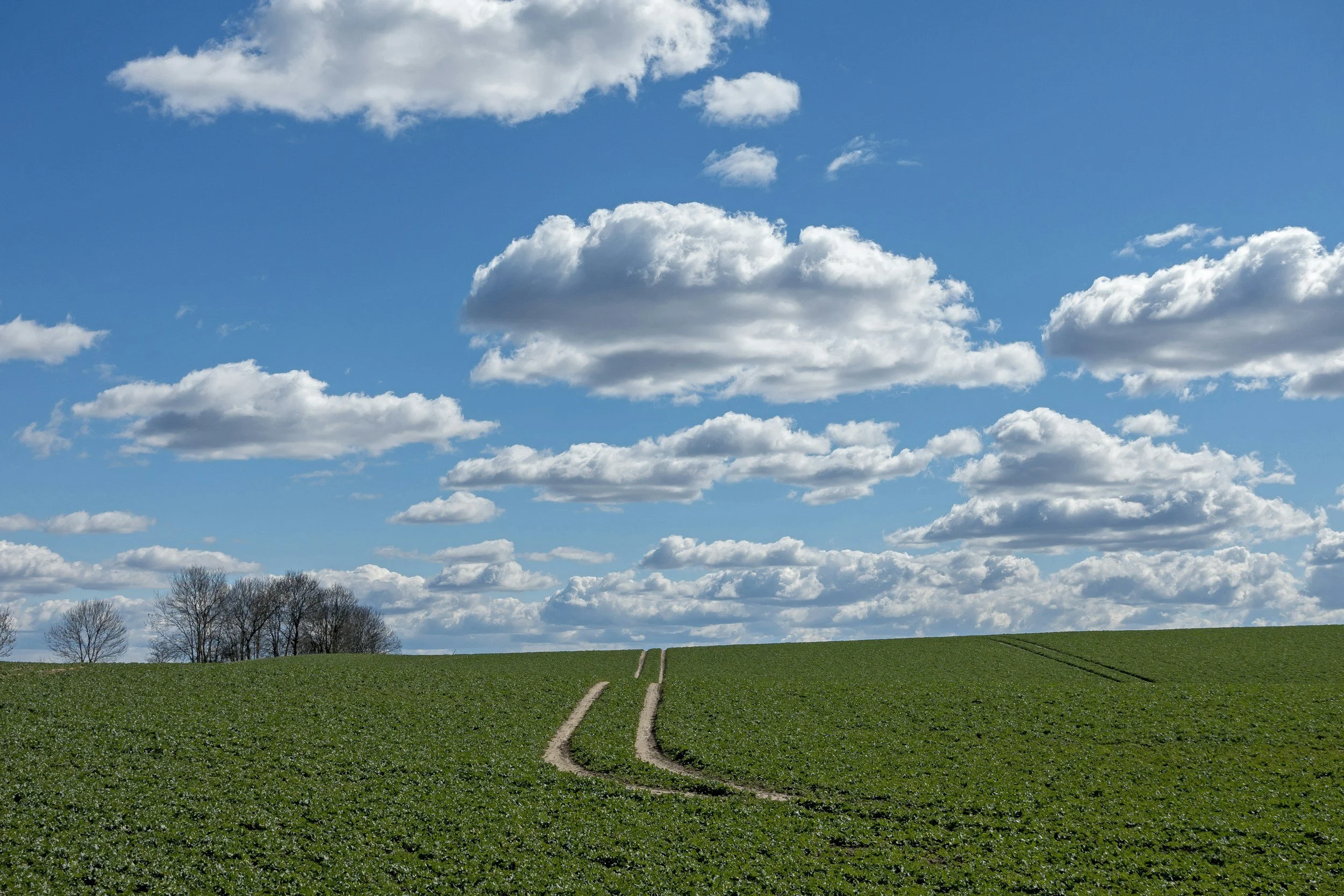 A landscape with green fields, dirt trail, leafless trees, blue sky, and white clouds.