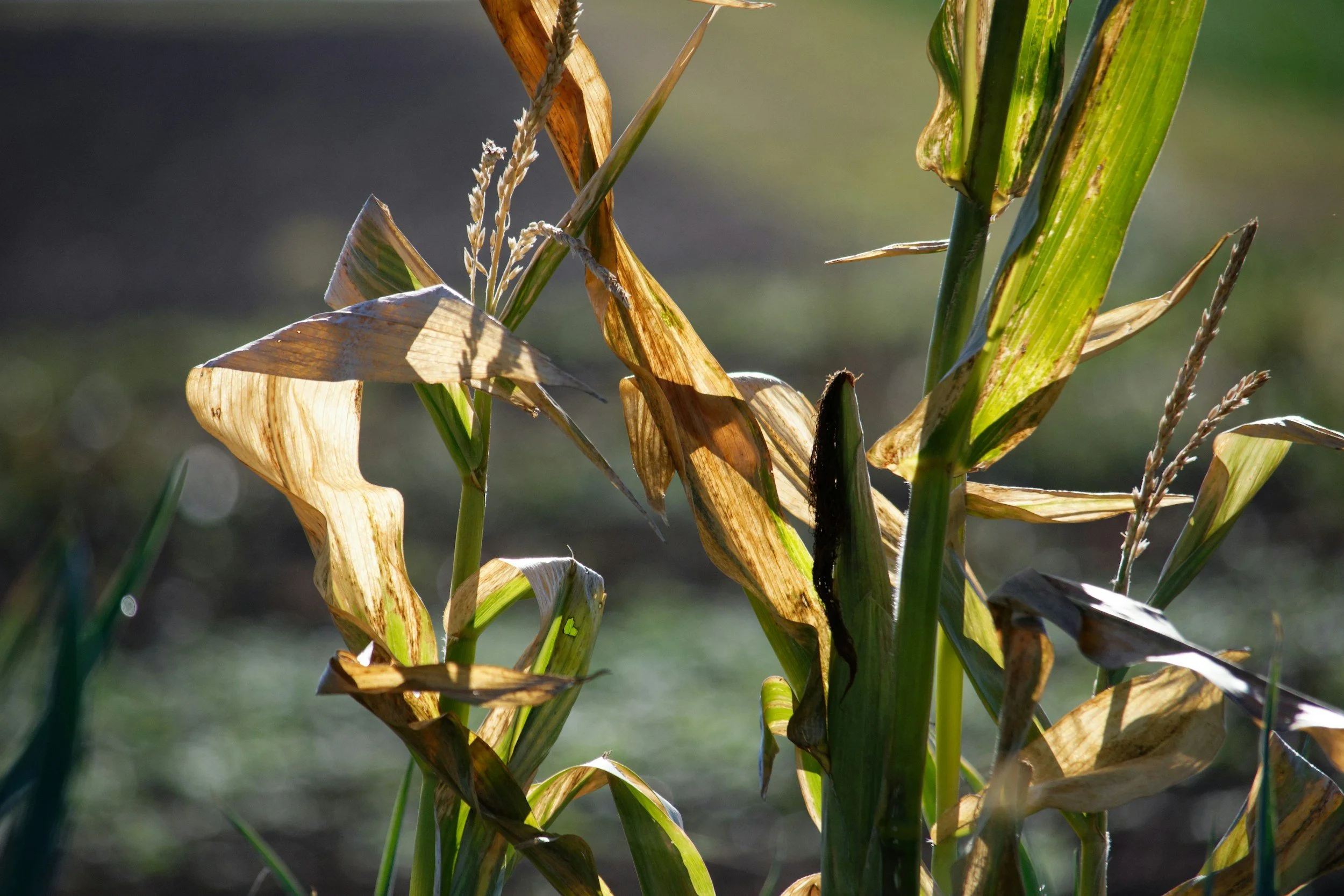 Dried and green corn plants in a field with sunlight shining on the leaves.