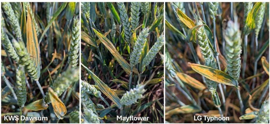 Yellow Rust in Wheat: Why a Few Stripes Can Matter