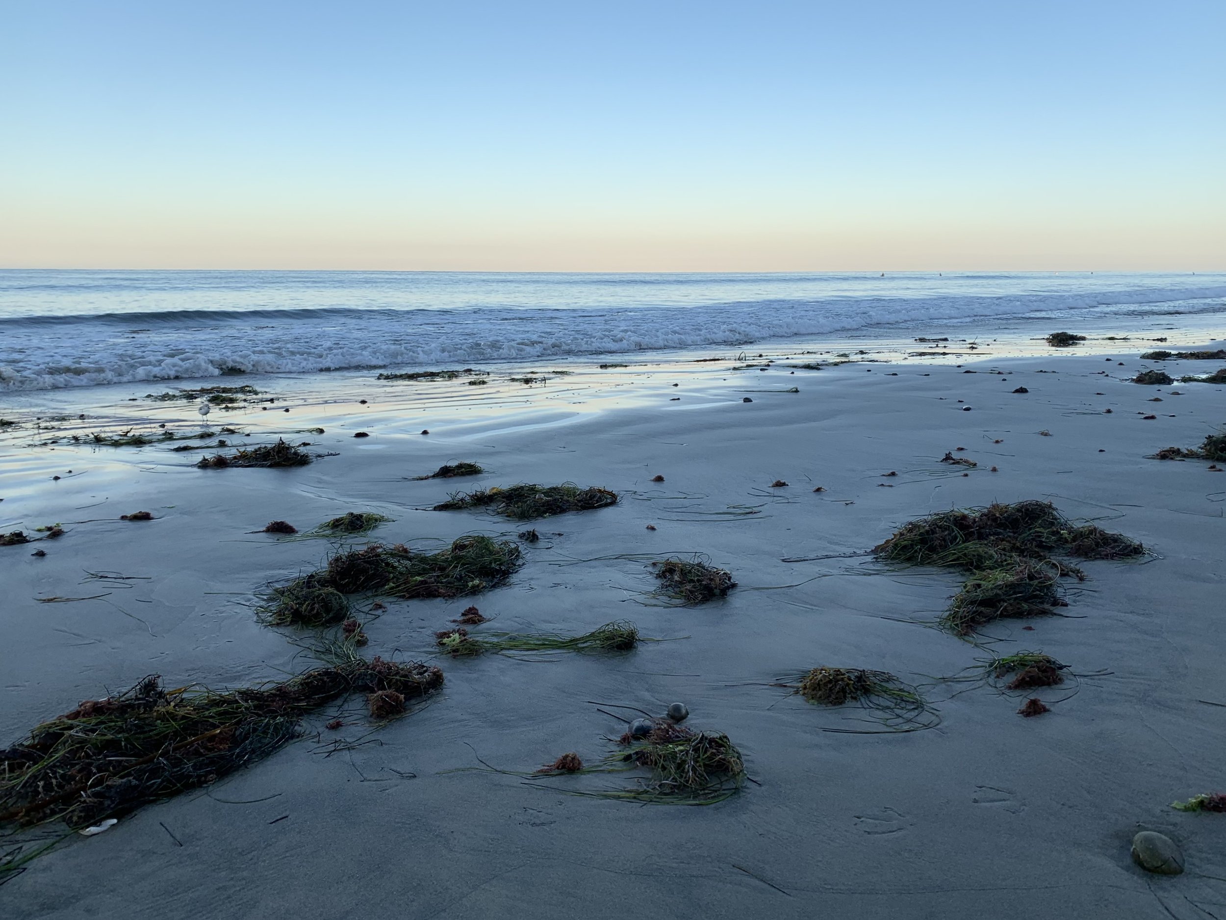 Beach with scattered seaweed and shells, gentle waves, under a clear blue sky.
