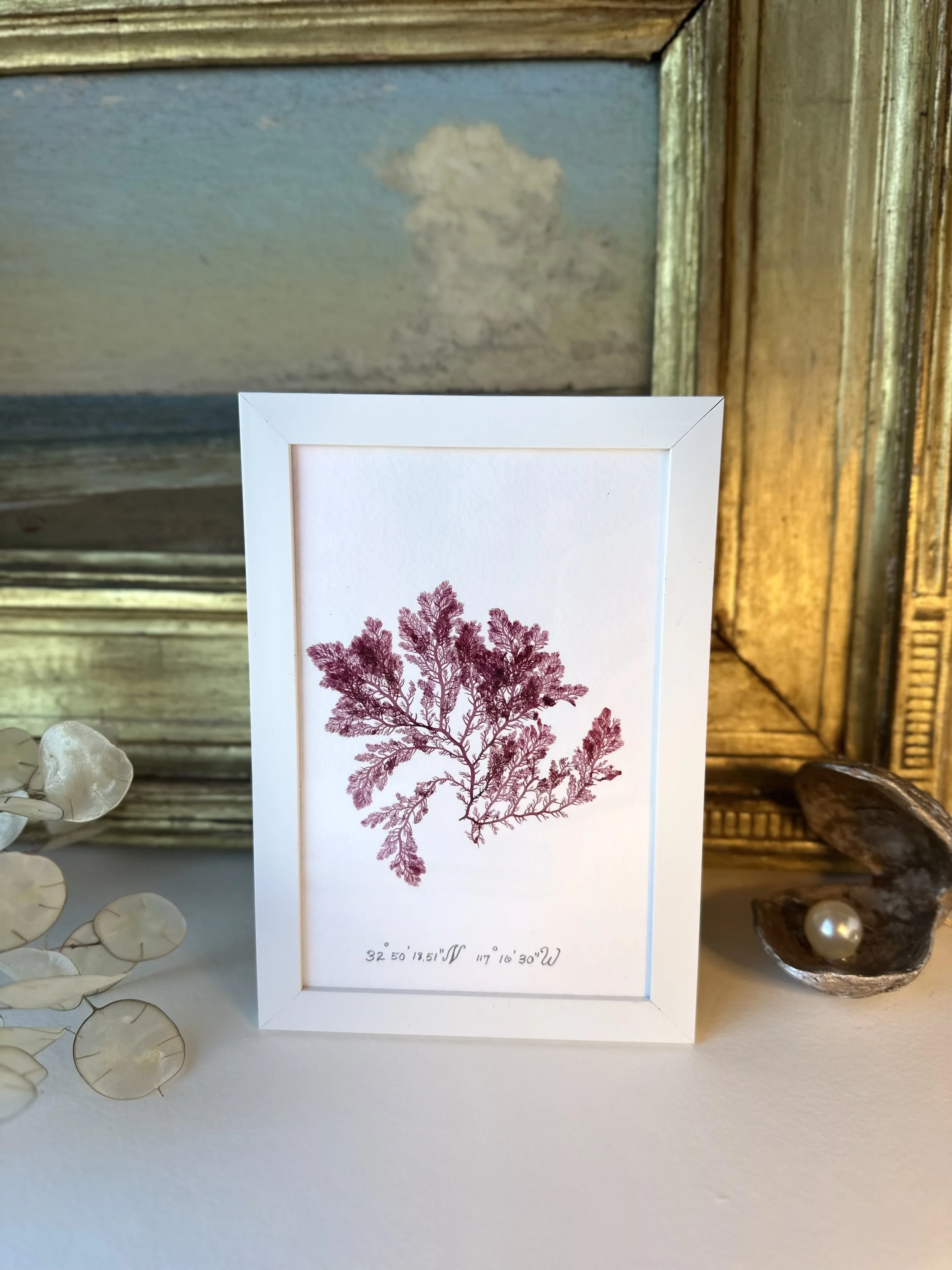 A white picture frame with coordinates and a botanical illustration of a purple-red fern or seaweed, placed on a white surface. Part of a decorative shell or plant is visible on the left, with a wooden object on the right, and a framed mirror with a cloud reflection is in the background.