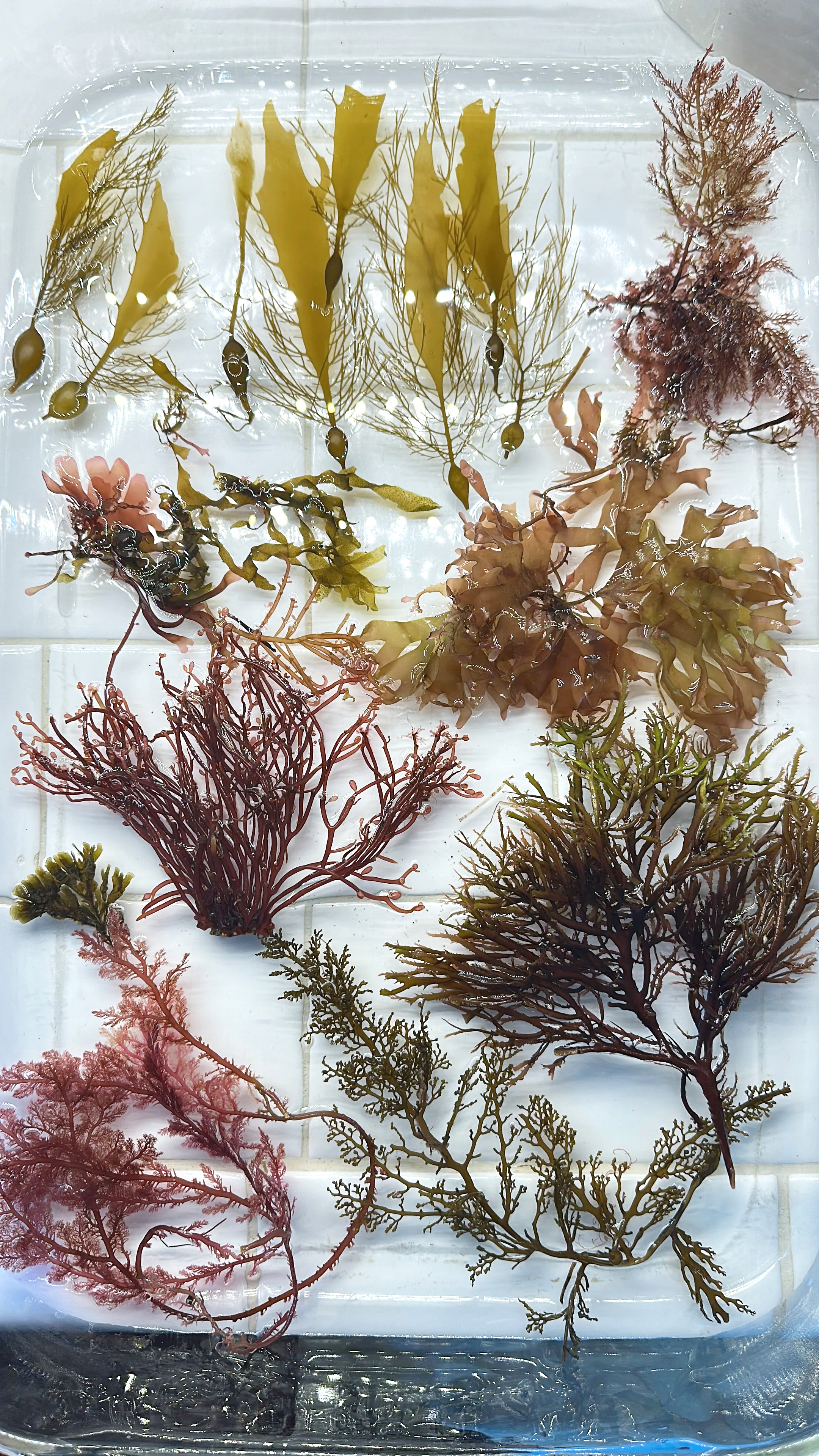 Various dried seaweed and marine algae arranged on a clear plastic tray, showing different colors, shapes, and textures.