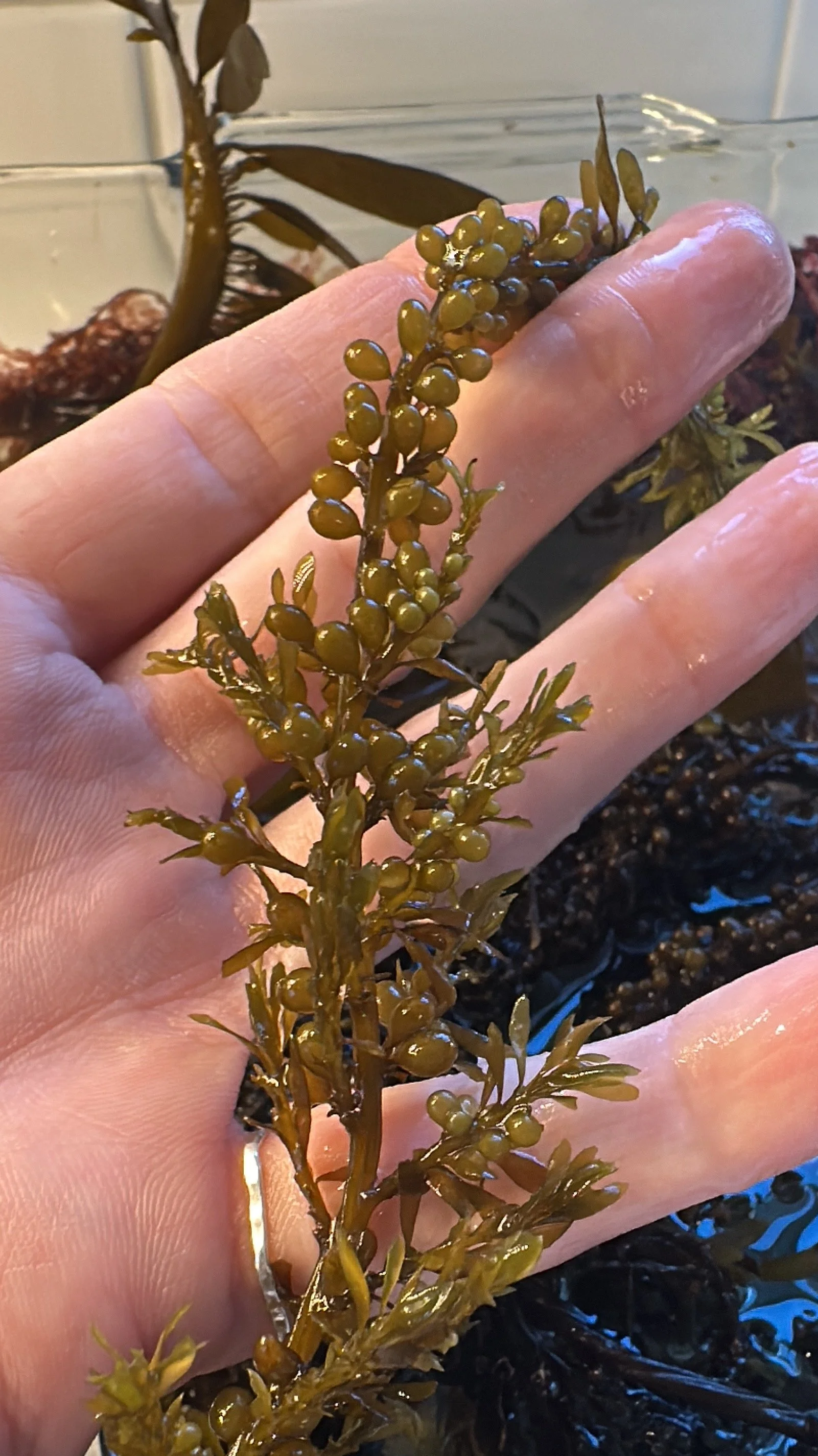 Close-up of a person's hand holding a piece of seaweed with small, round, greenish-brown bubbles or bladders.